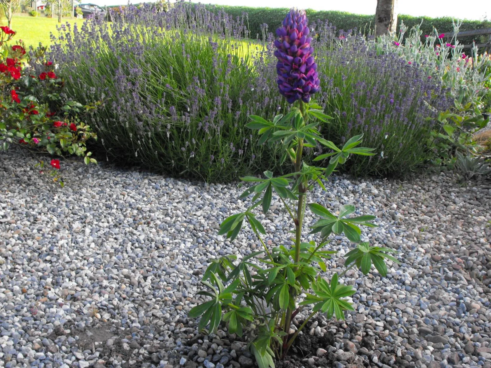 Day in Mount Edward Lodge