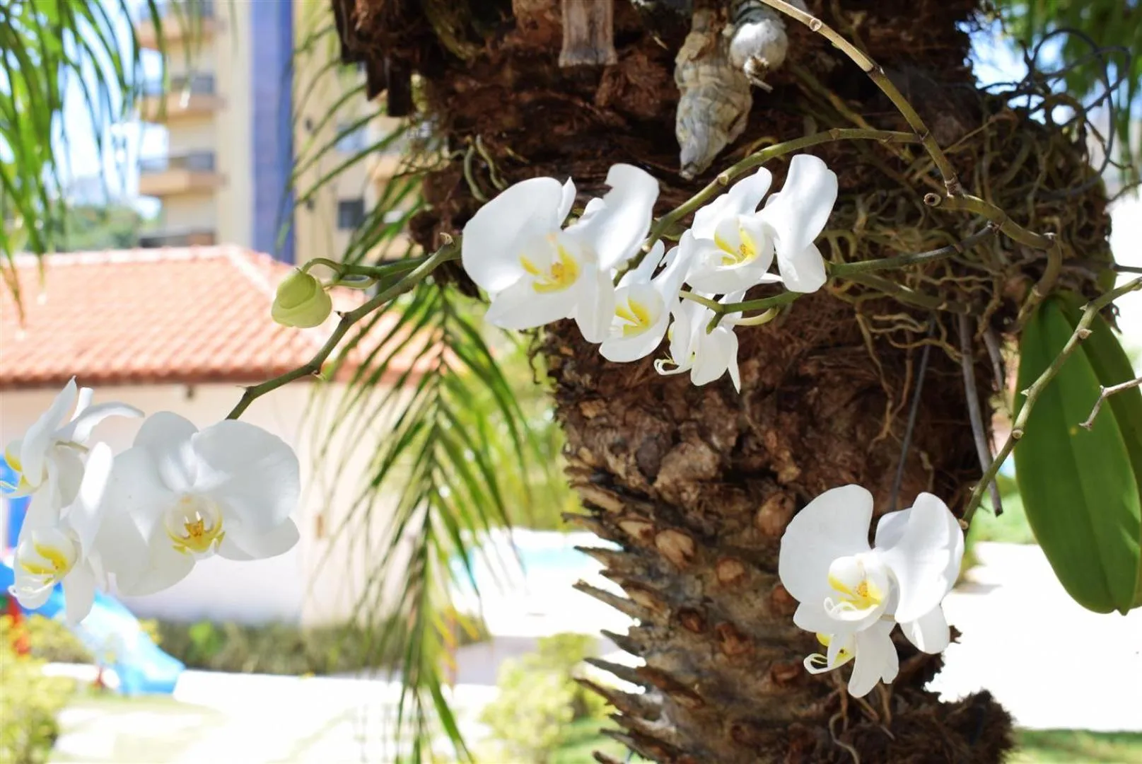 Swimming pool in Hotel CasaBlanca
