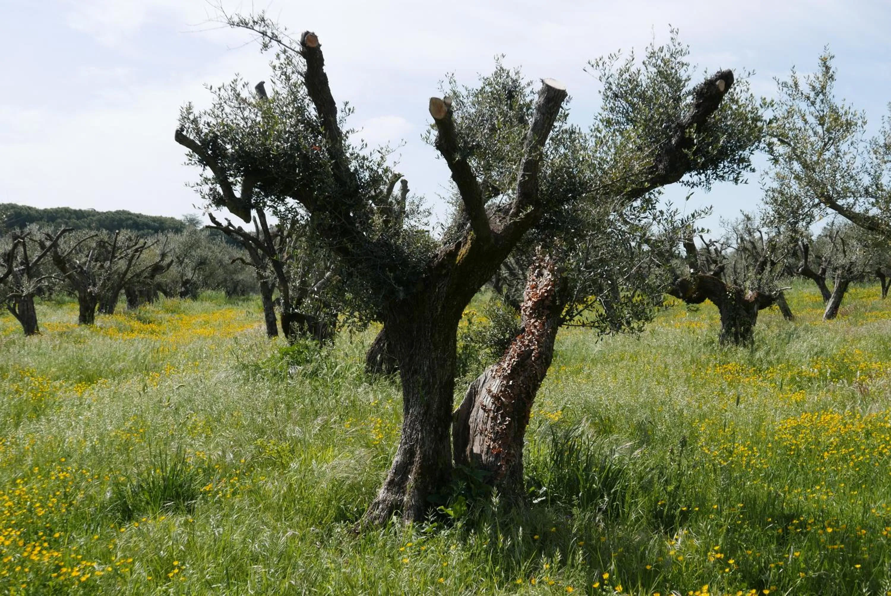 Natural landscape in Villa Cavalletti