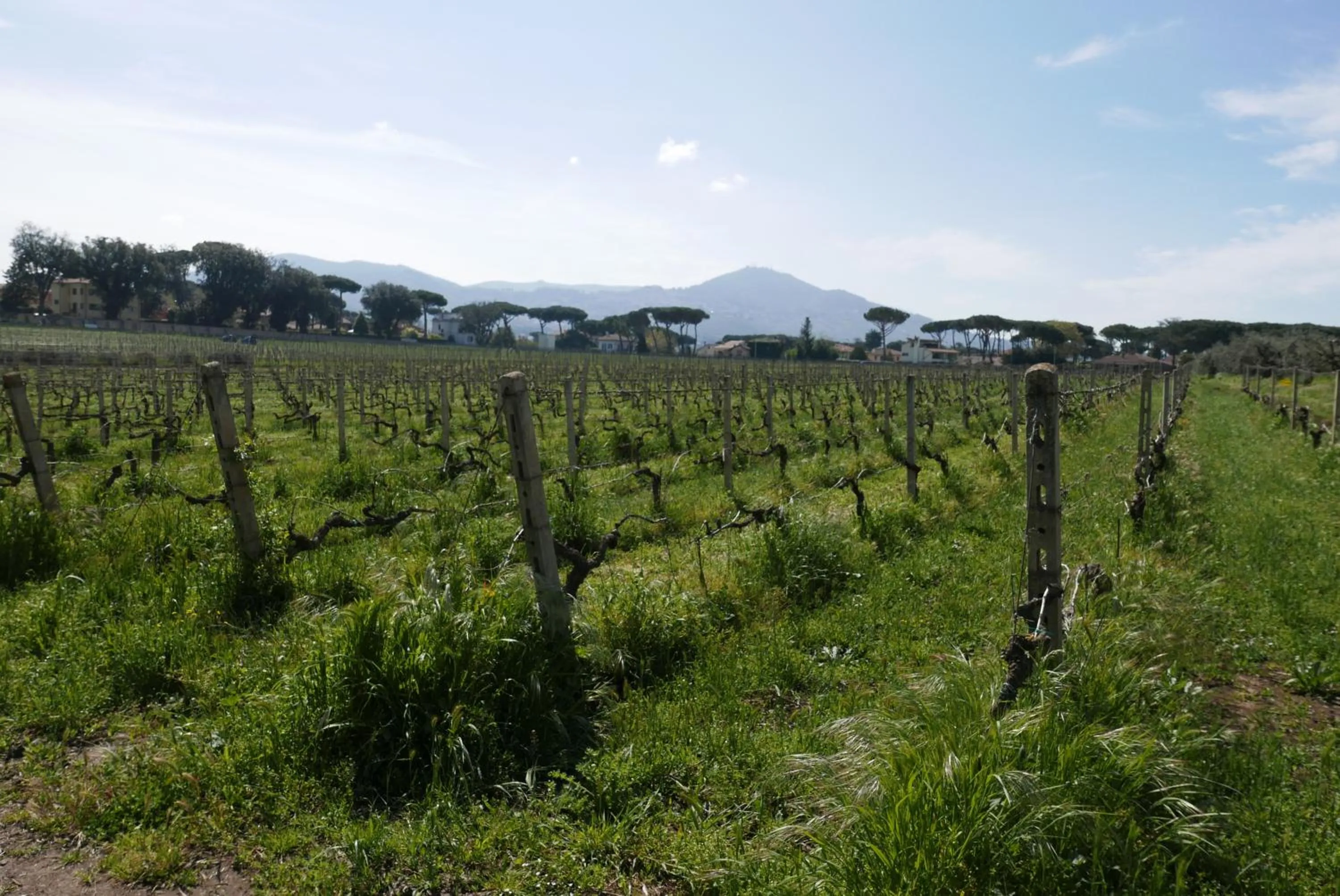 Natural landscape in Villa Cavalletti