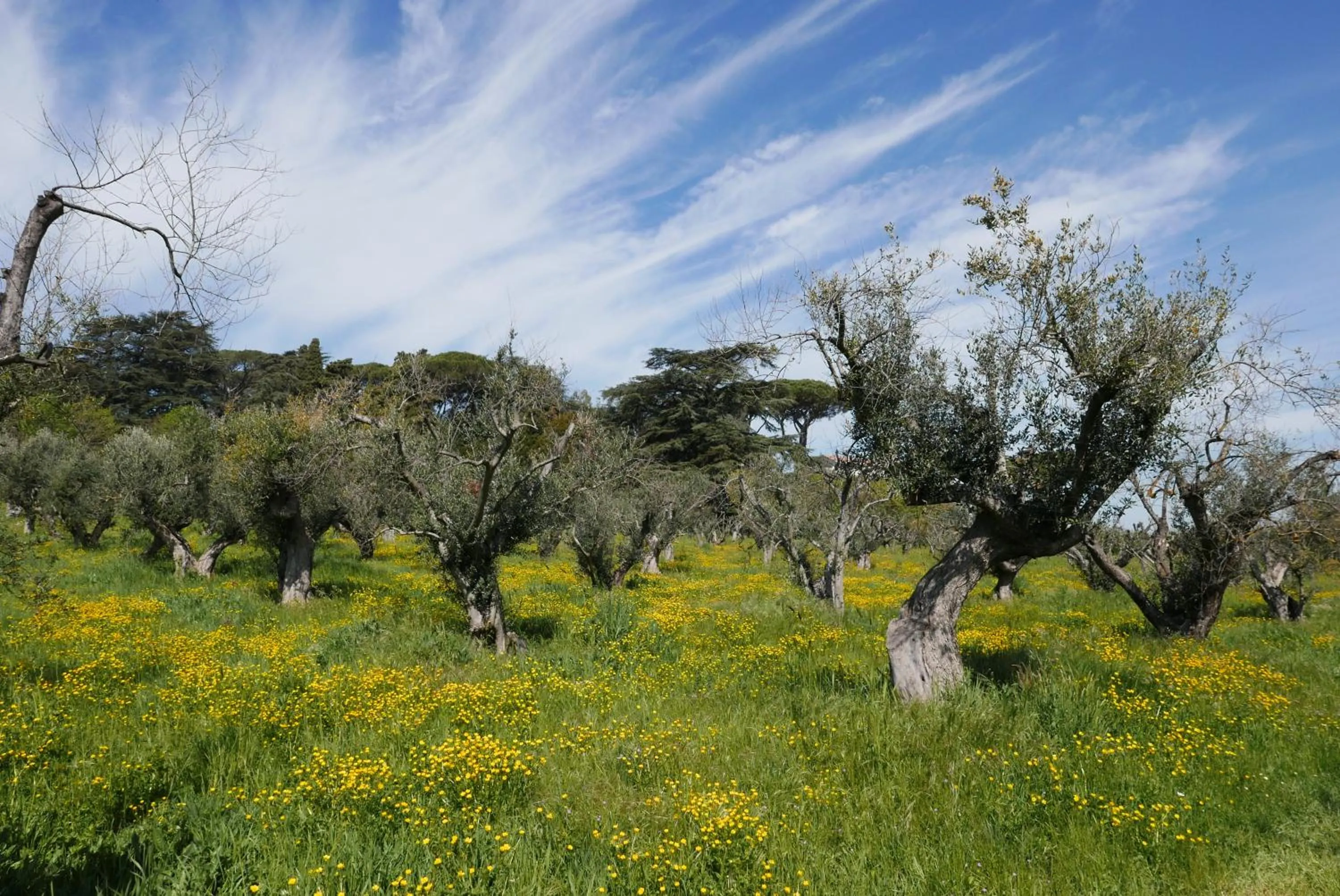 Natural landscape in Villa Cavalletti