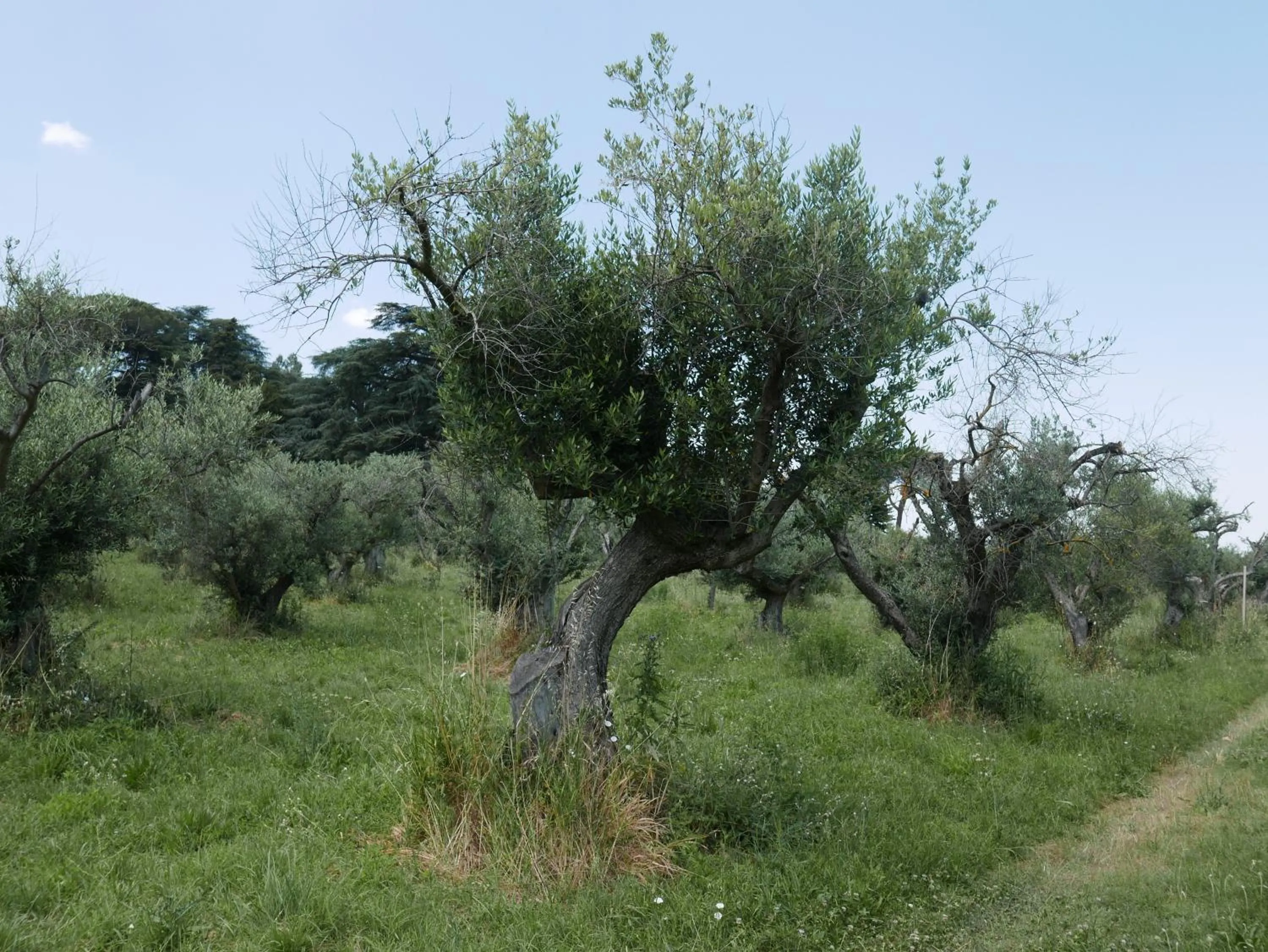 Natural landscape in Villa Cavalletti