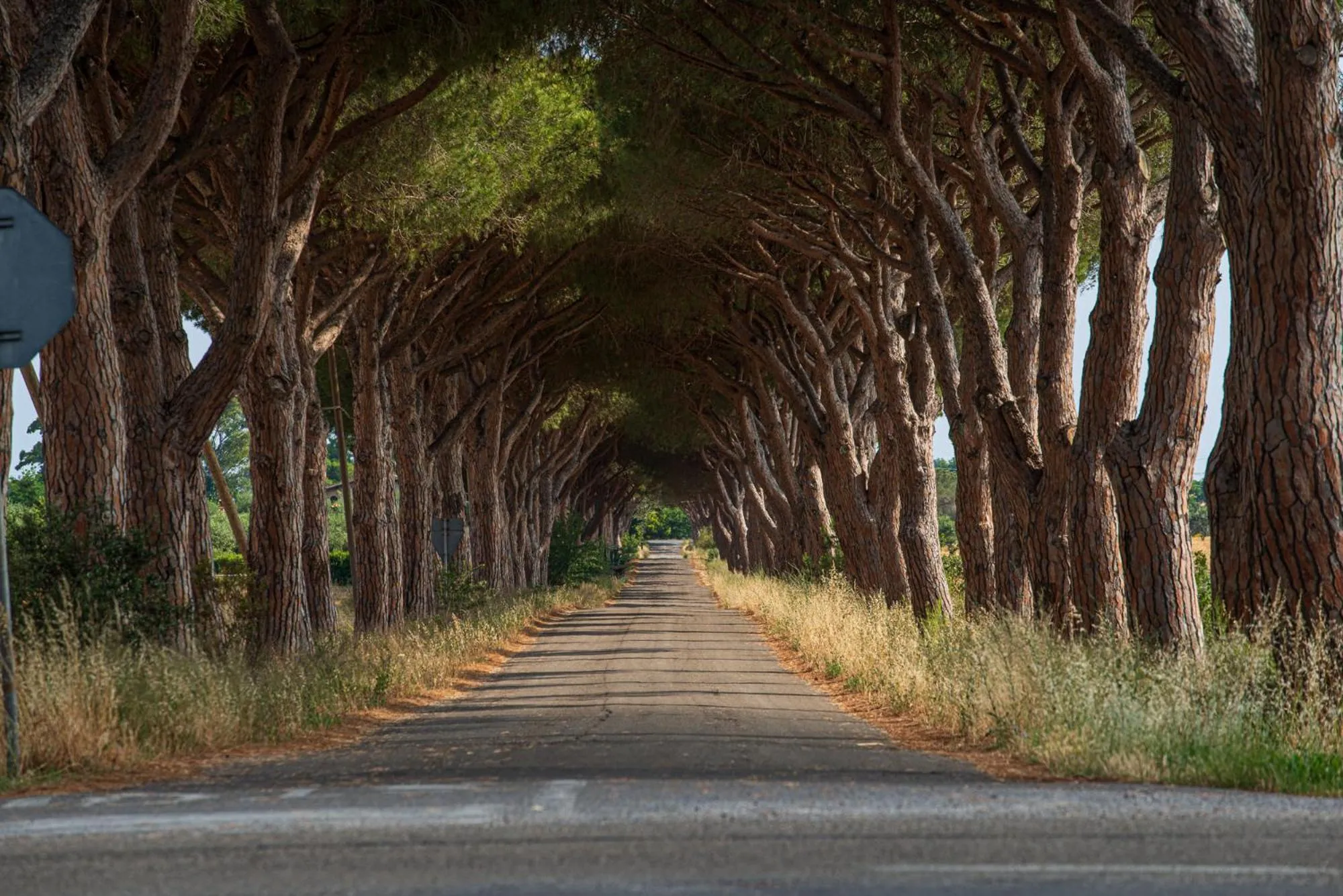 Quiet street view in Resort Capalbio