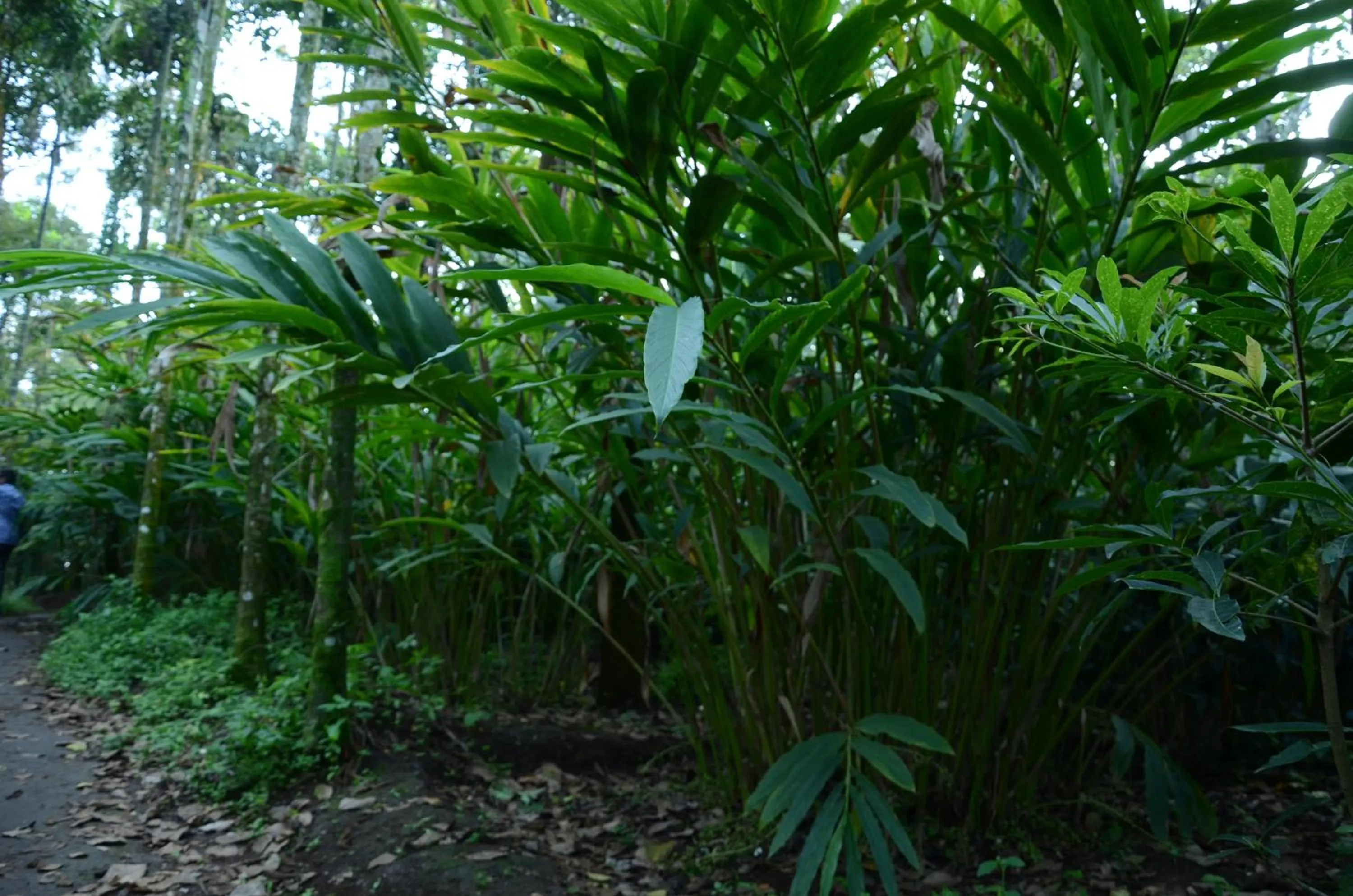 Decorative detail in Spice Grove