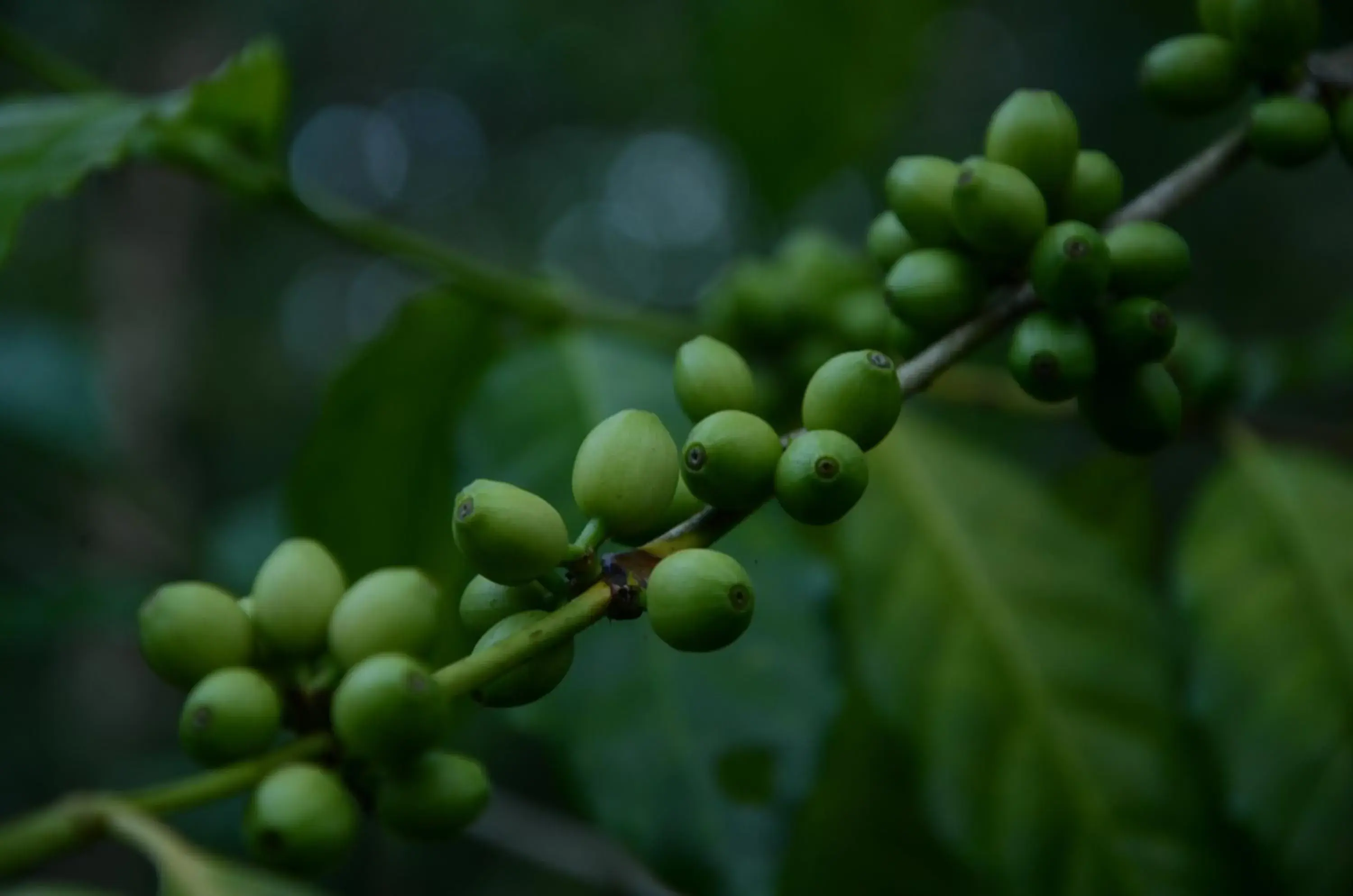 Food close-up in Spice Grove Food close-up in Spice Grove
