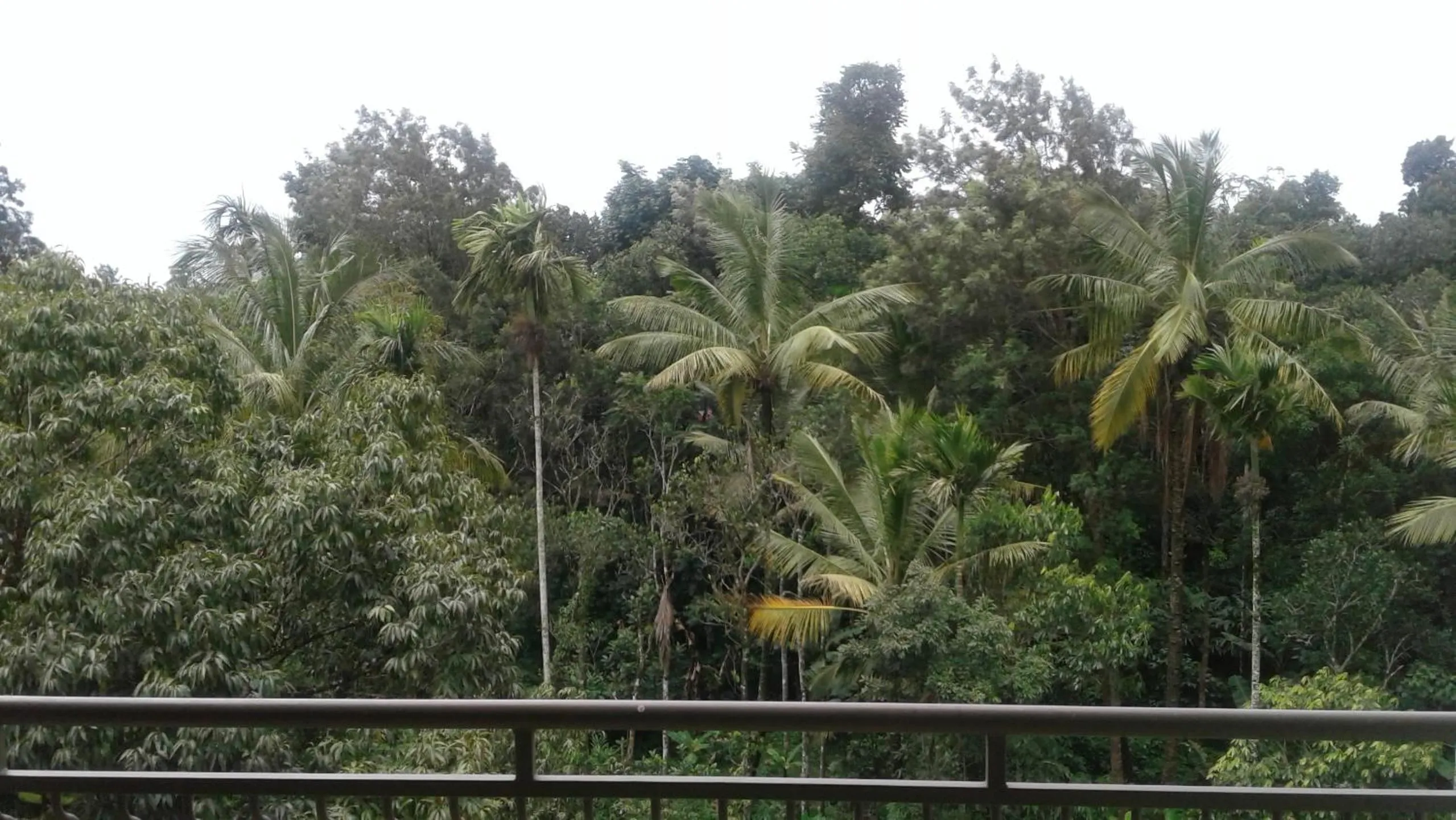 Garden view in Spice Grove