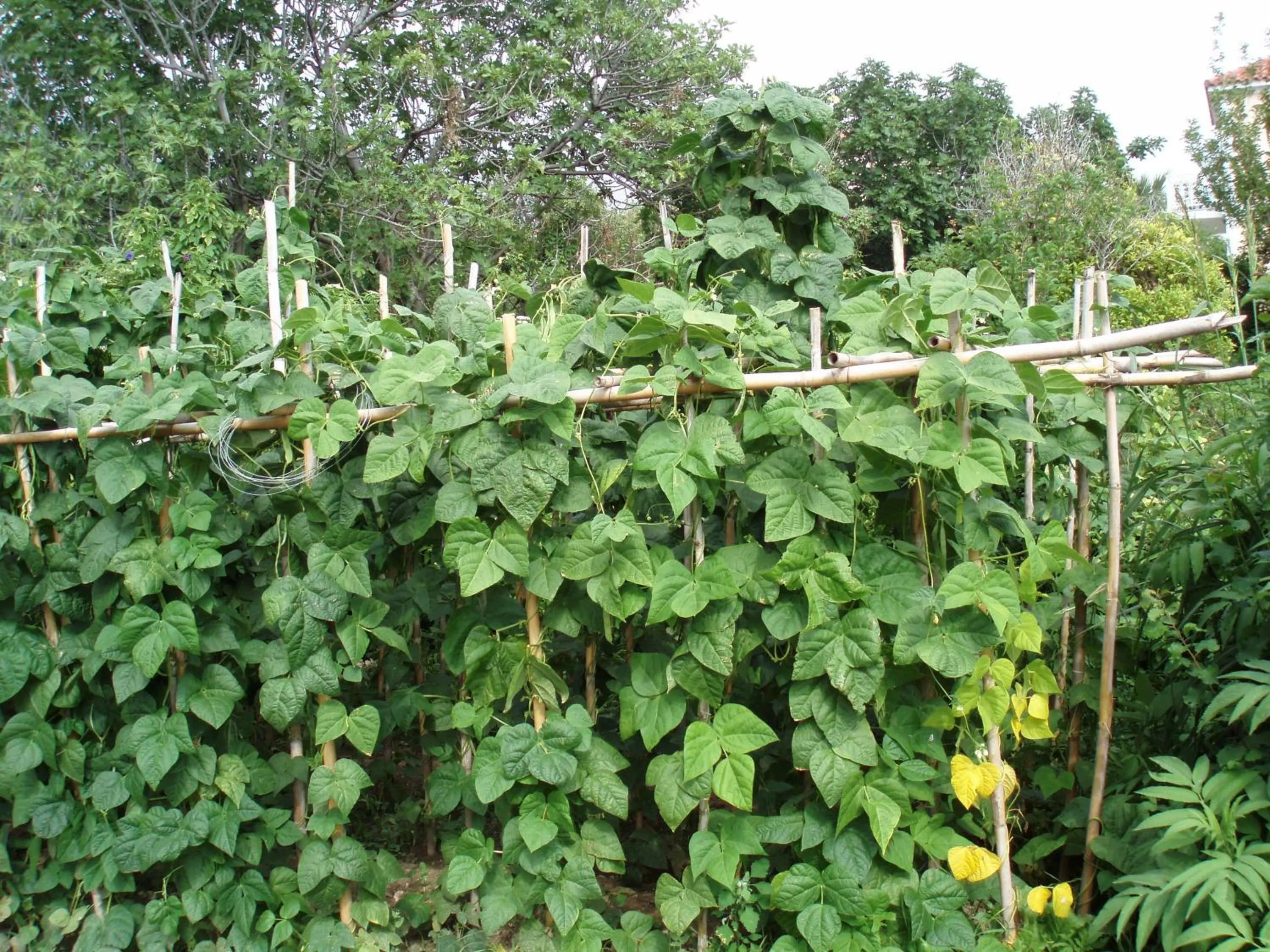 Garden in Marinos Studios at Lourdata village