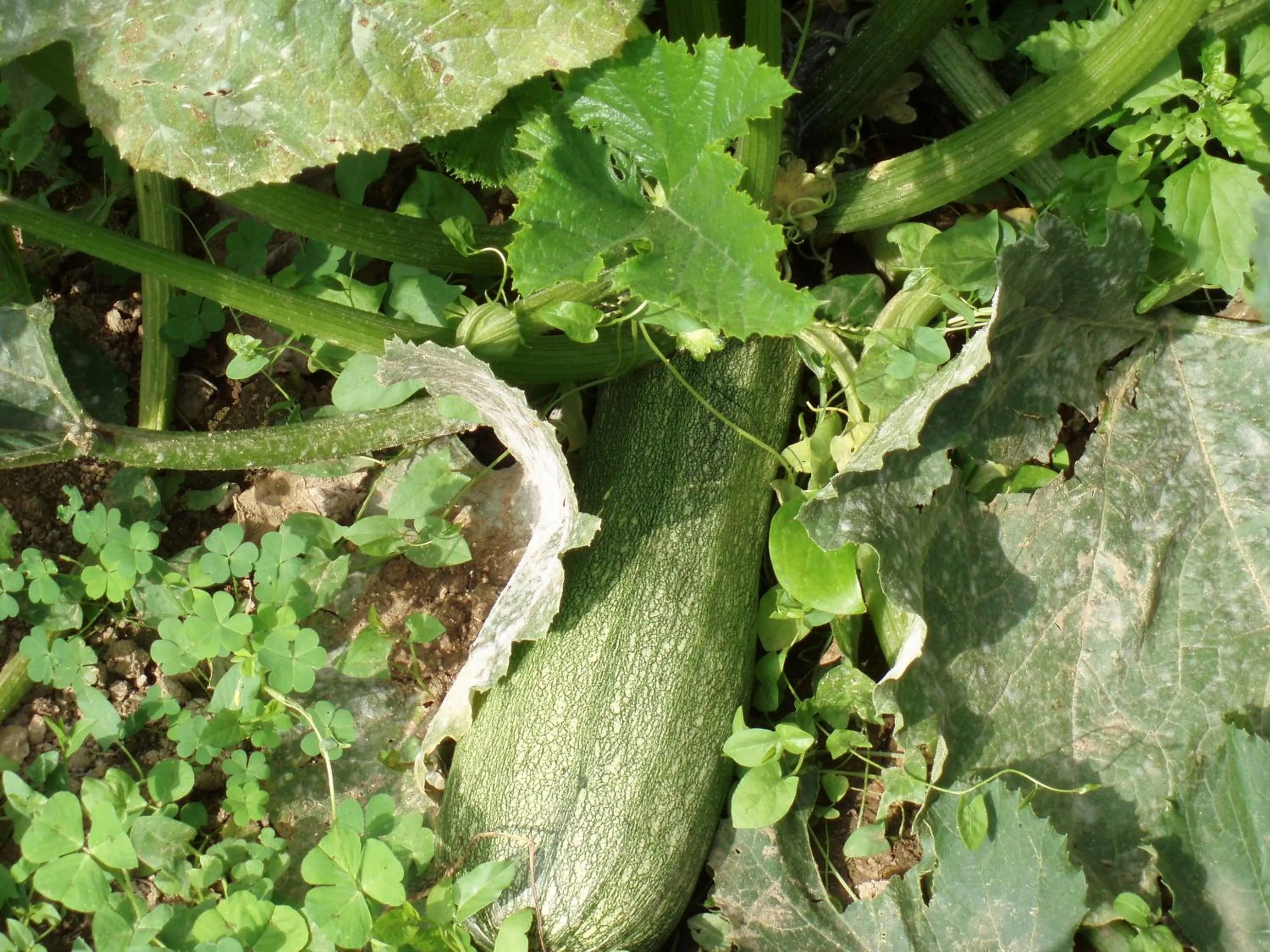 Garden in Marinos Studios at Lourdata village