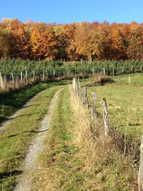 Hiking in Gasthof Westfeld