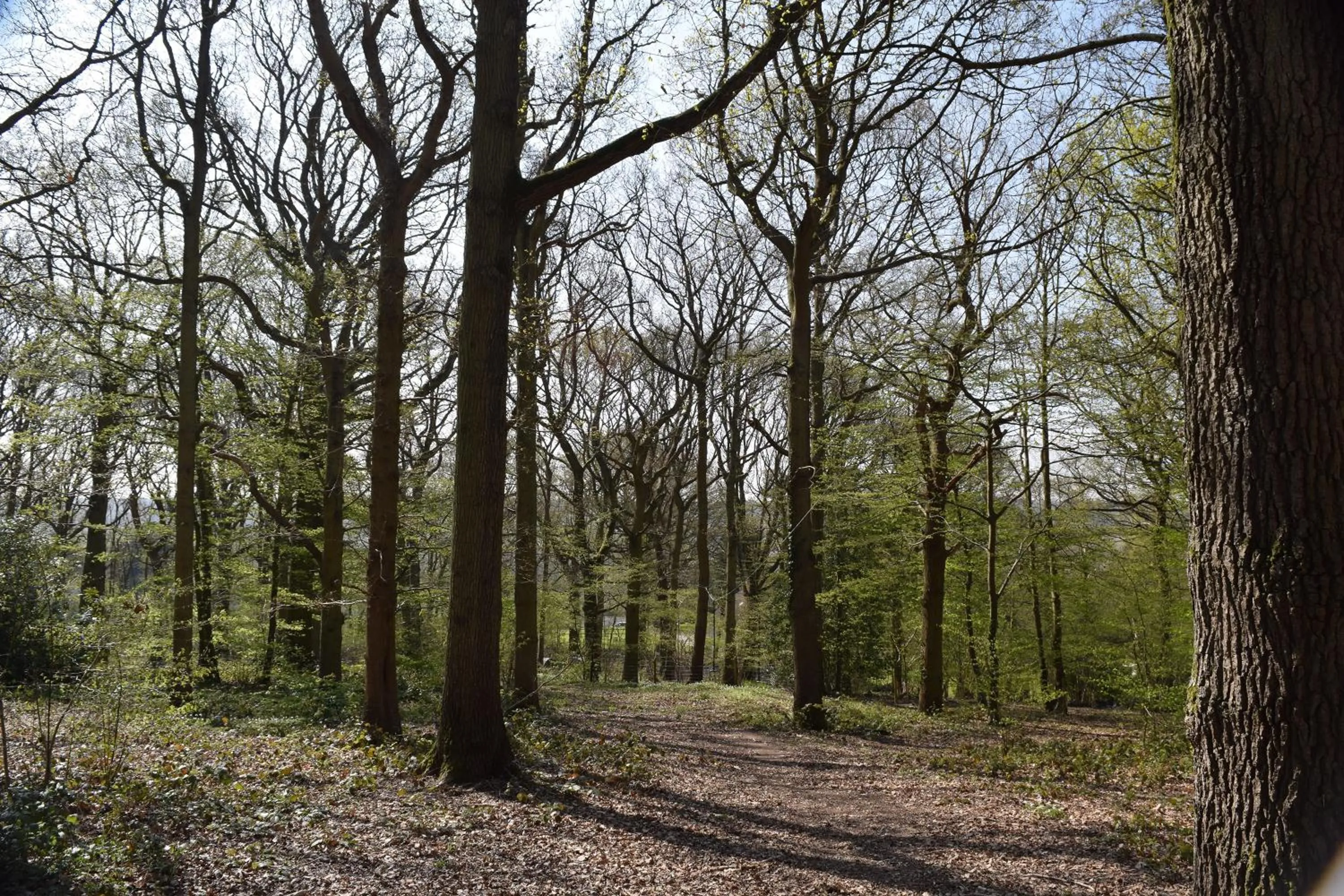 Natural landscape in Oakside Lodge Guest House