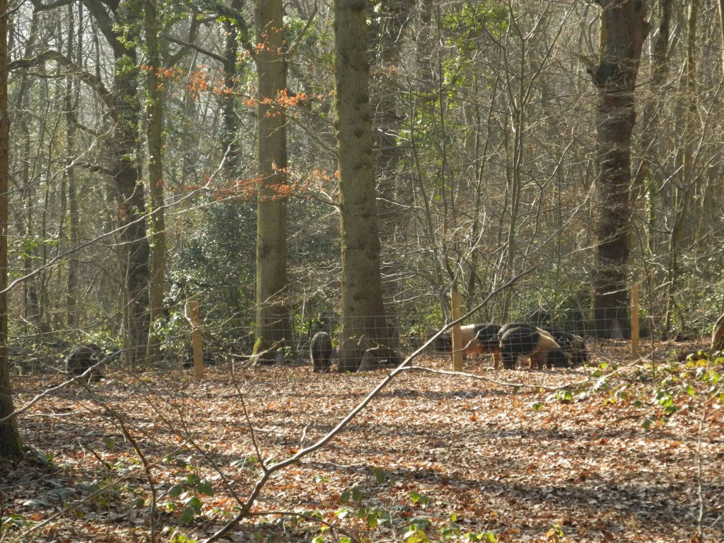 Other in Oakside Lodge Guest House