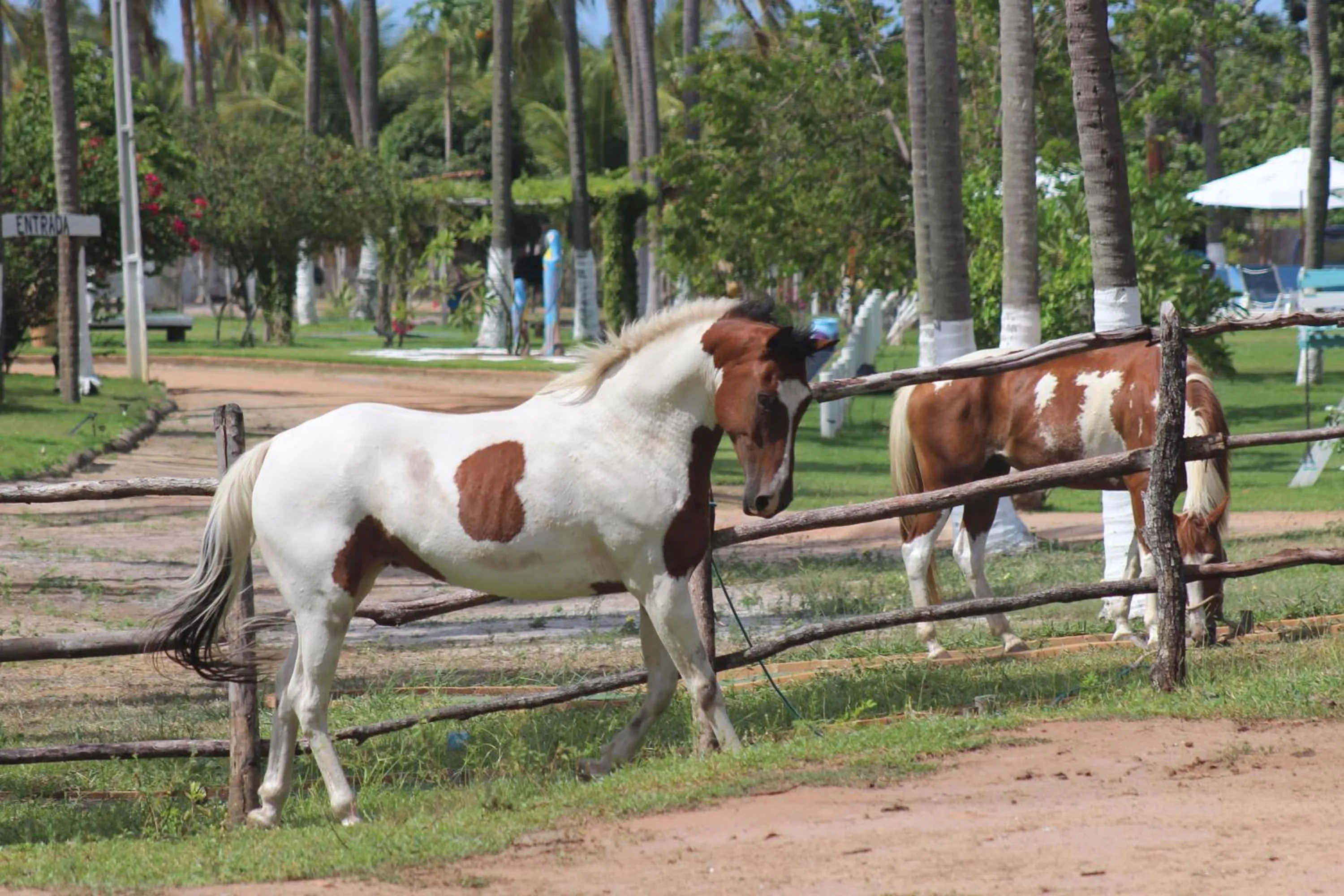 Animals in Fazenda Fiore Resort
