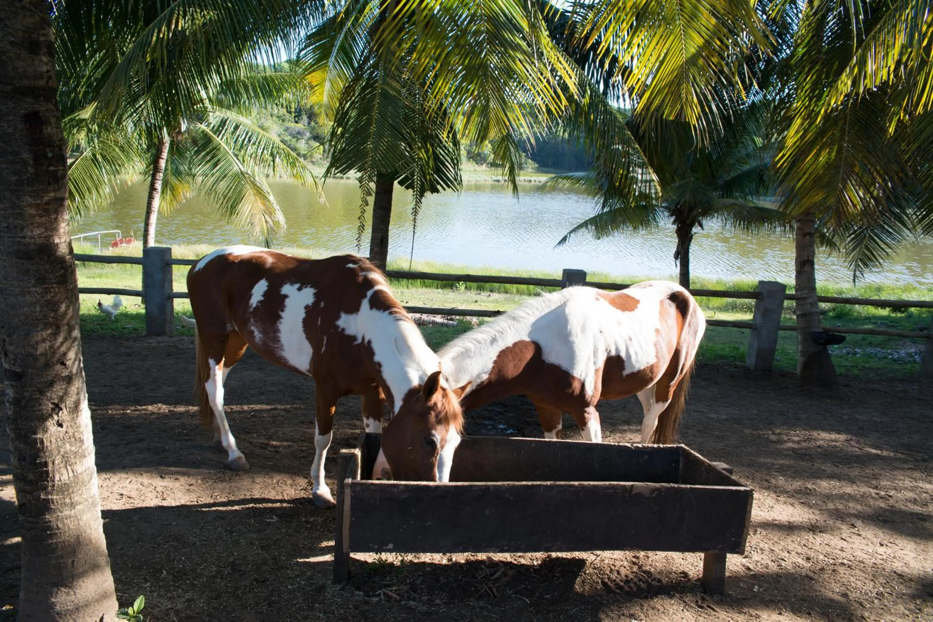 Pets in Fazenda Fiore Resort