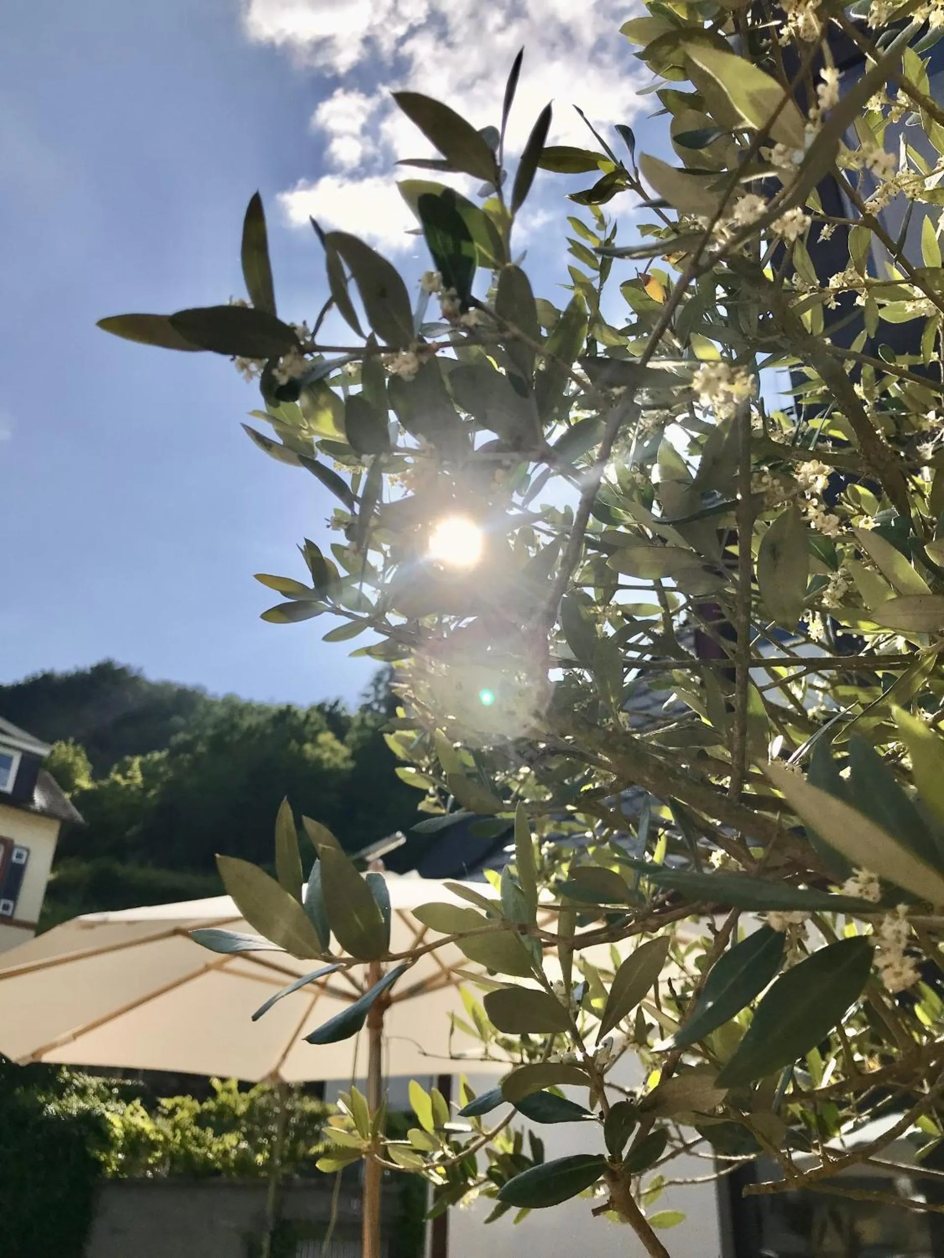 Balcony/Terrace in Hotel Villa Vie Cochem