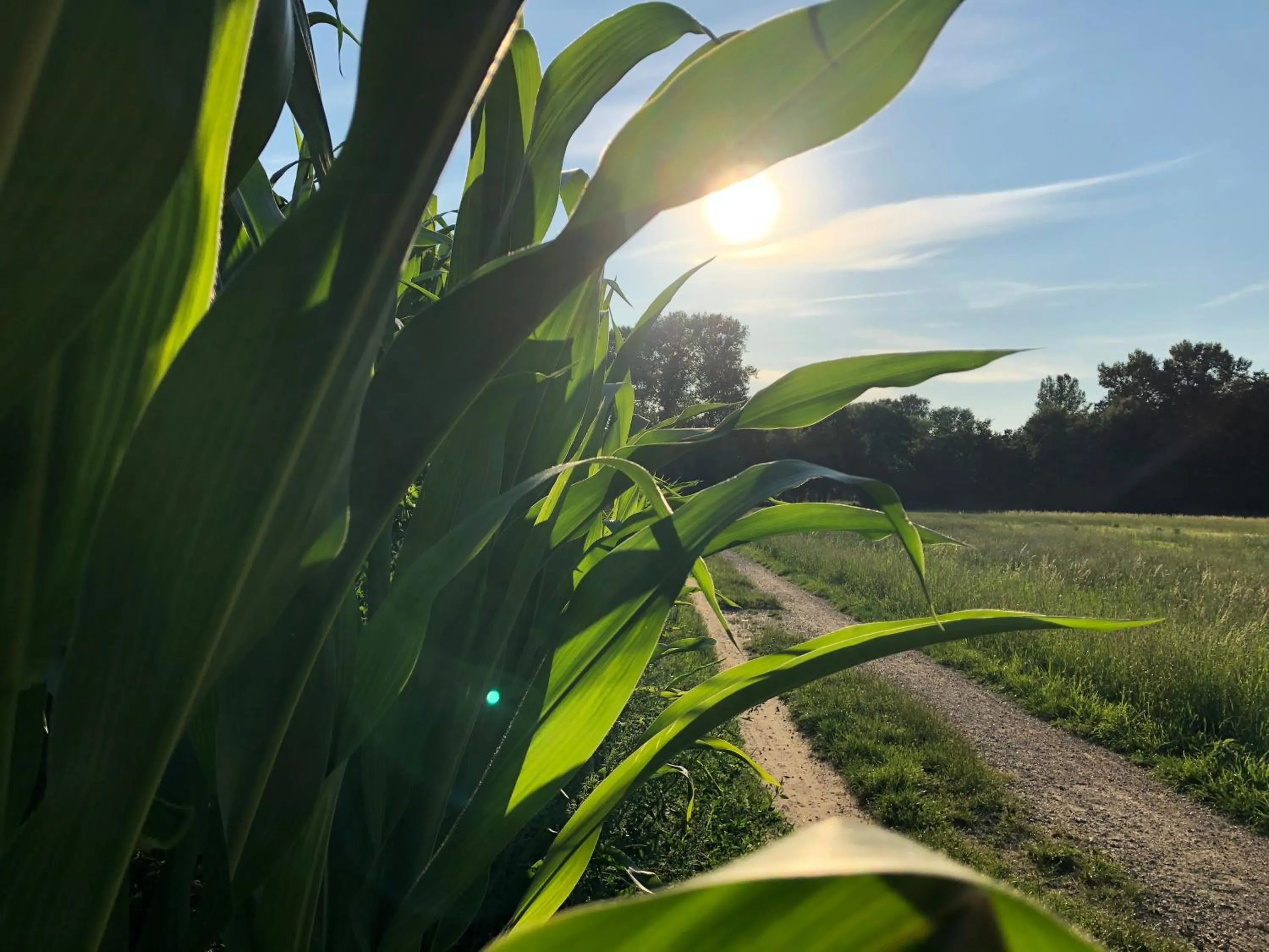 Natural landscape in Hotel Haus am Rieth