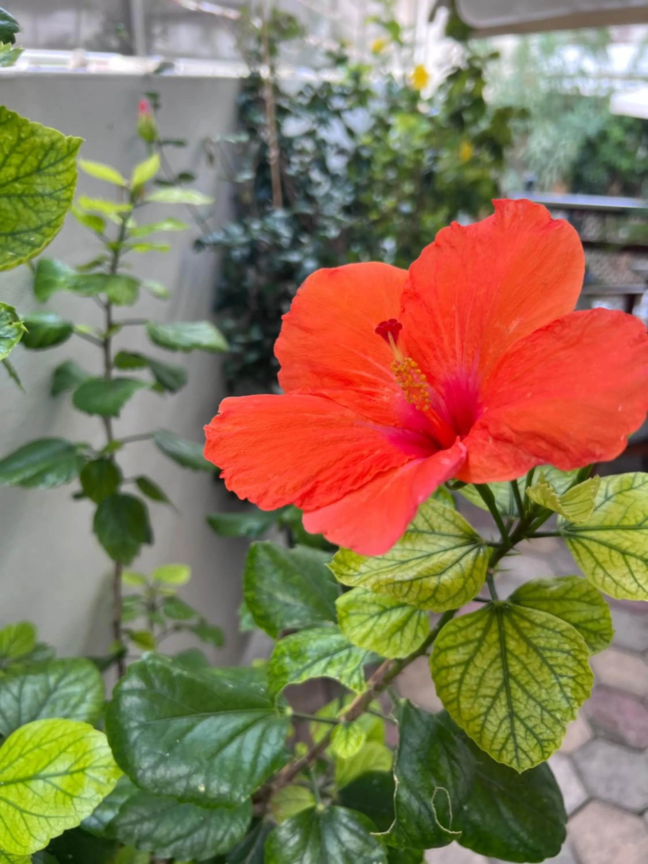 Garden in Sea Breeze