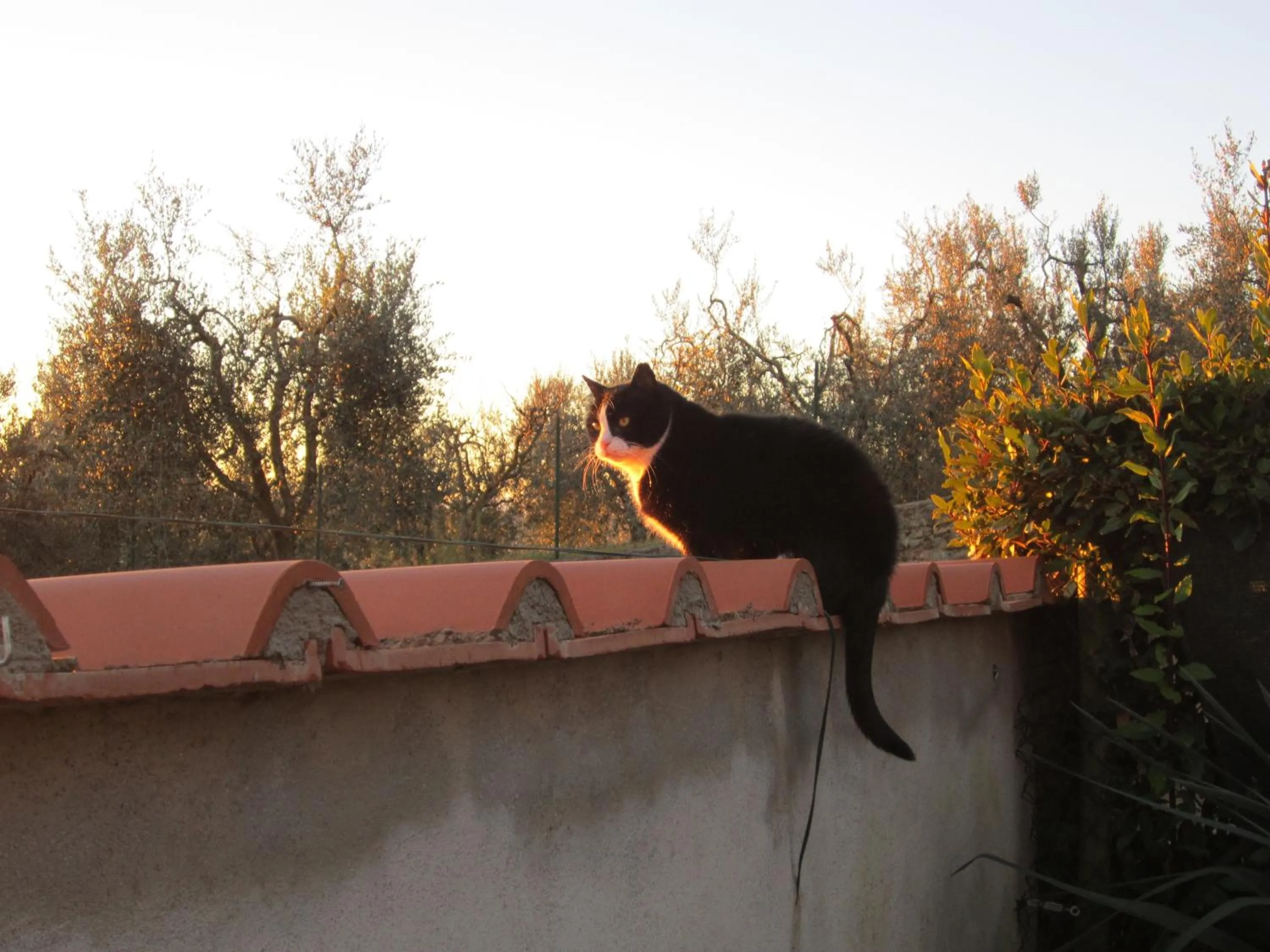Pets in Agriturismo Il Colto