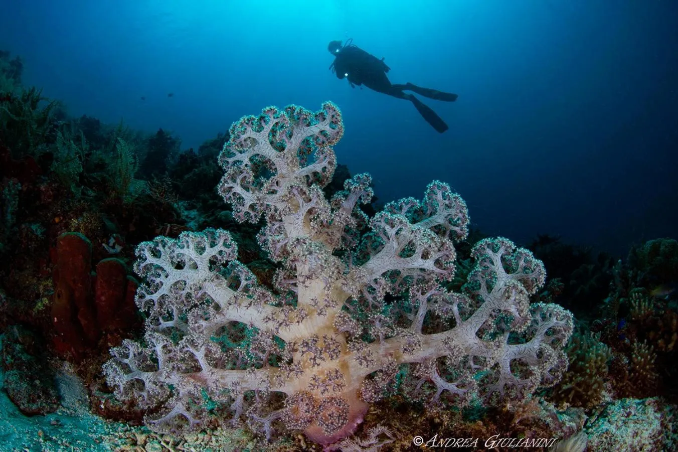 Diving in Sunset Cove Beach & Dive Resort