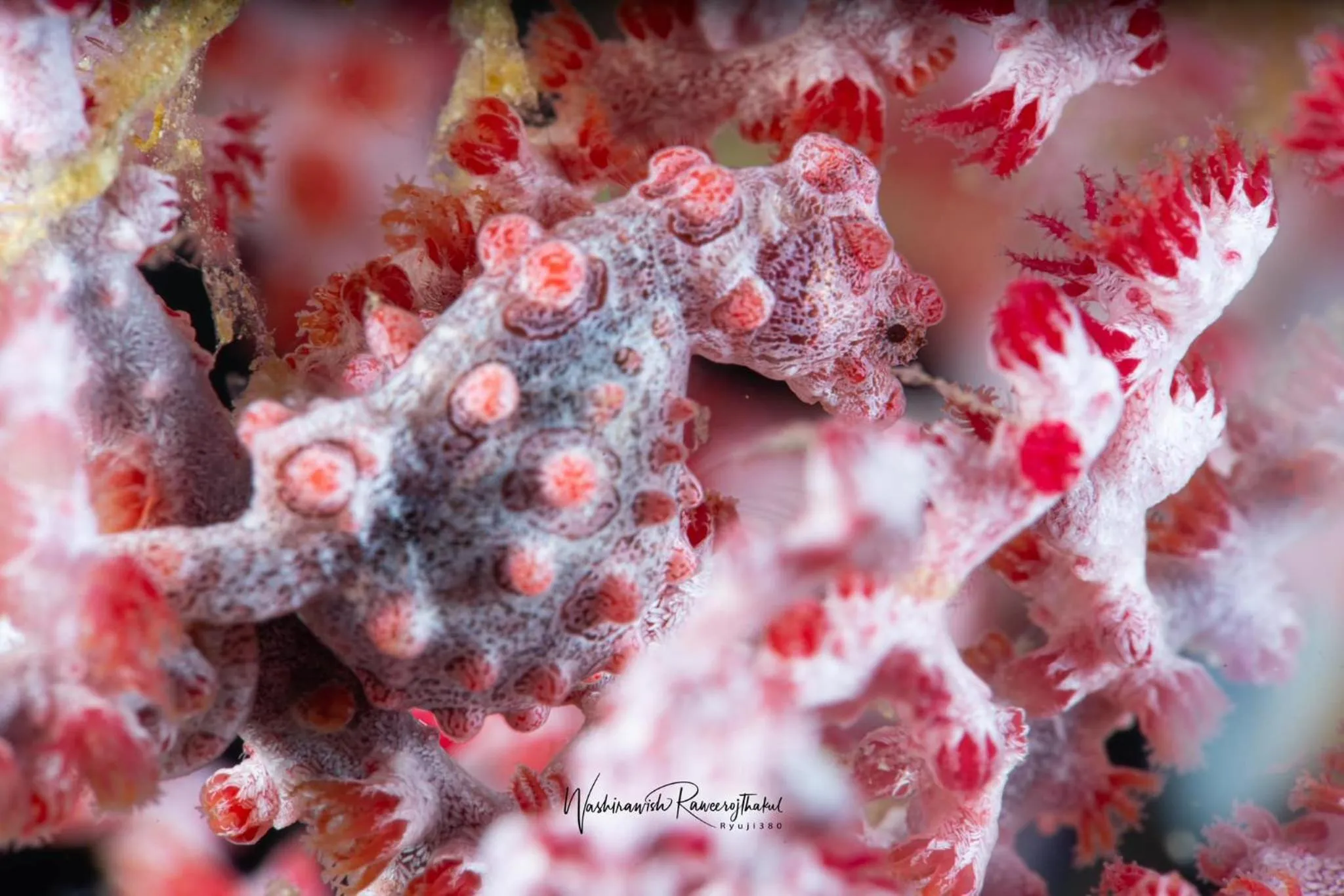 Diving in Sunset Cove Beach & Dive Resort