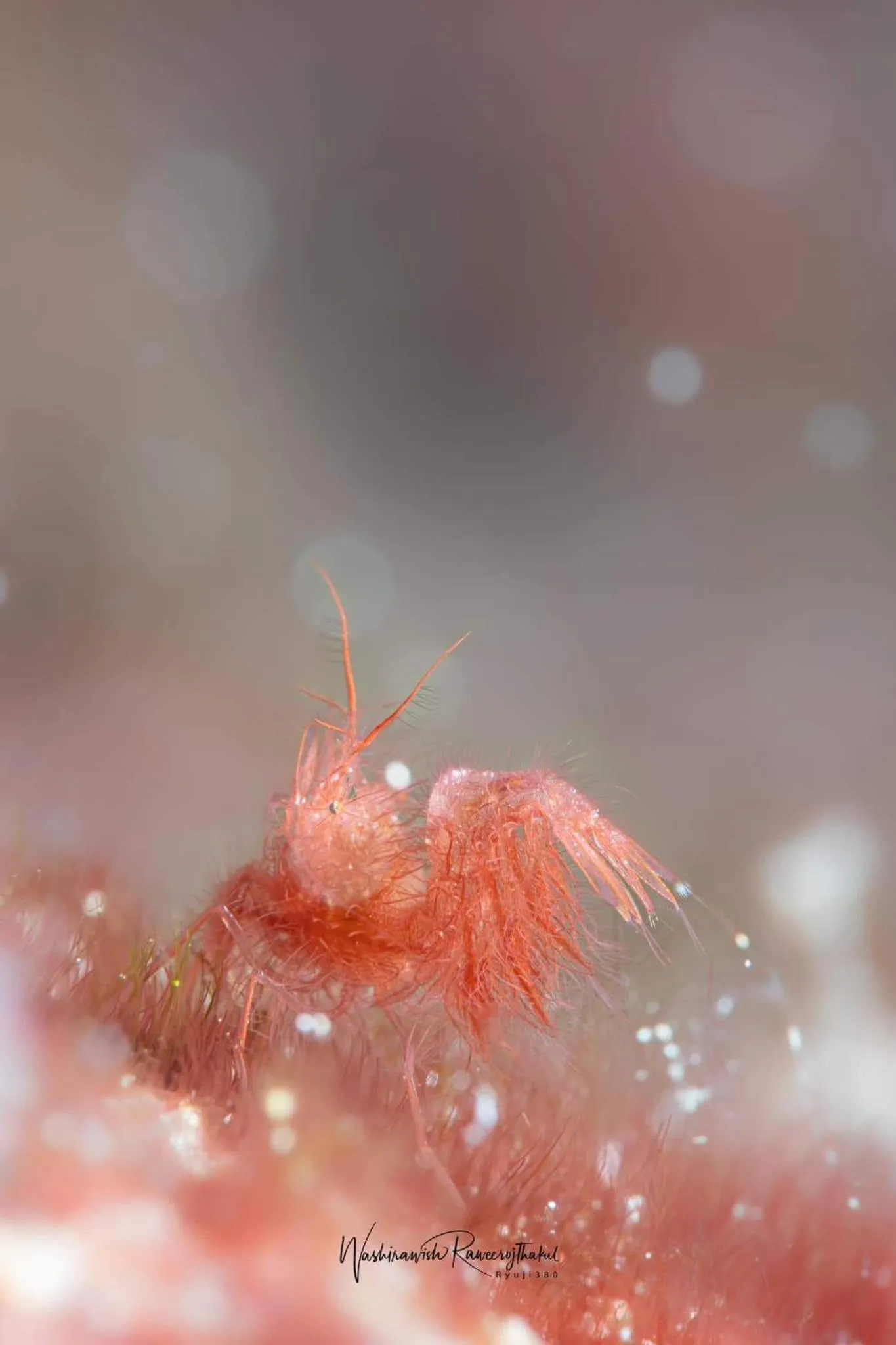 Diving in Sunset Cove Beach & Dive Resort