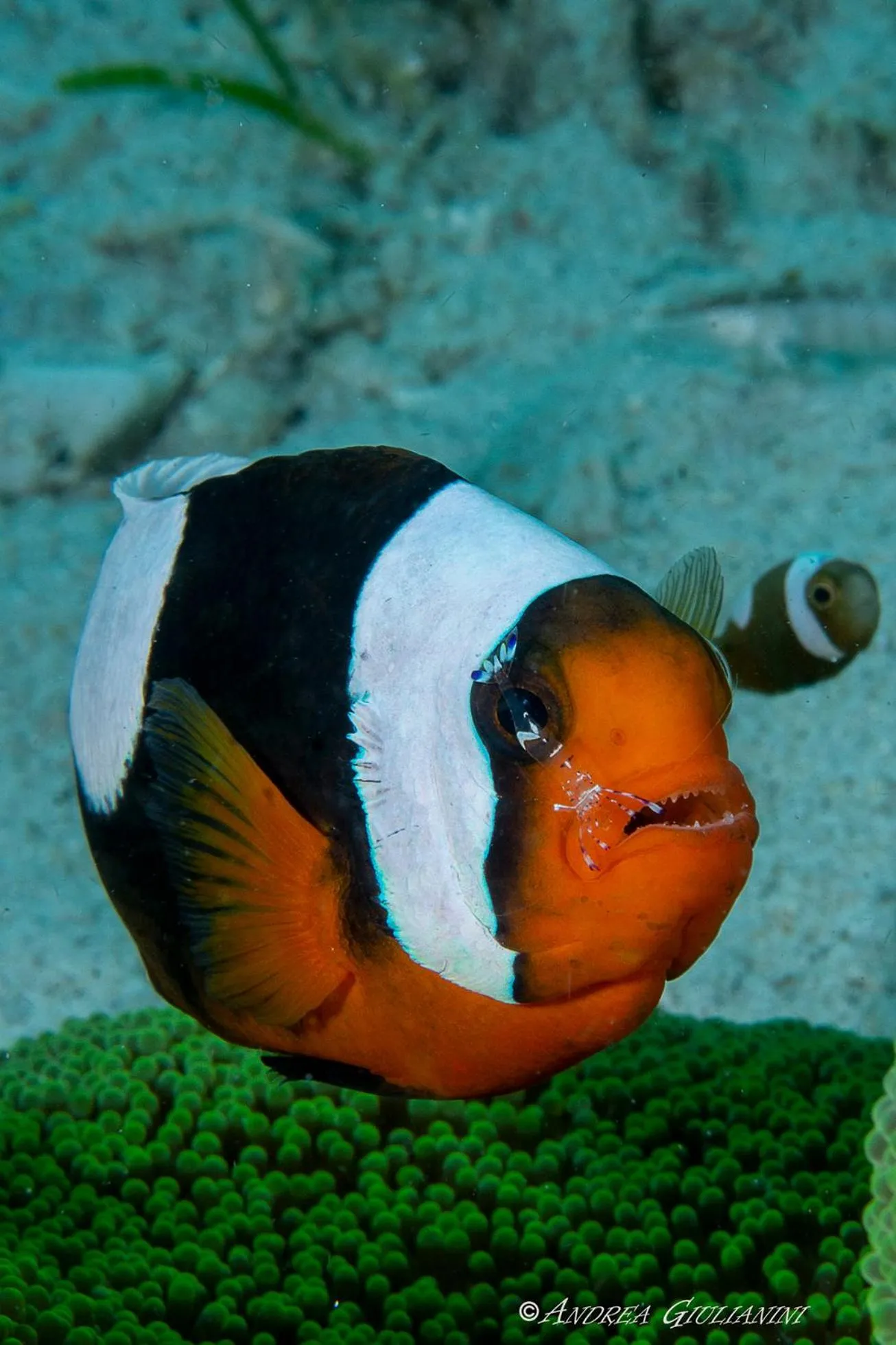 Diving in Sunset Cove Beach & Dive Resort