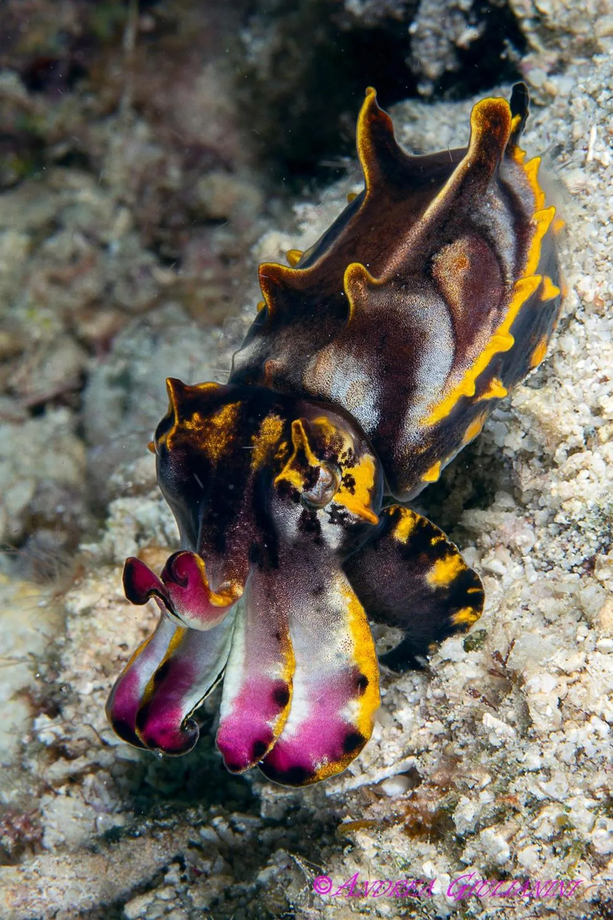 Diving in Sunset Cove Beach & Dive Resort