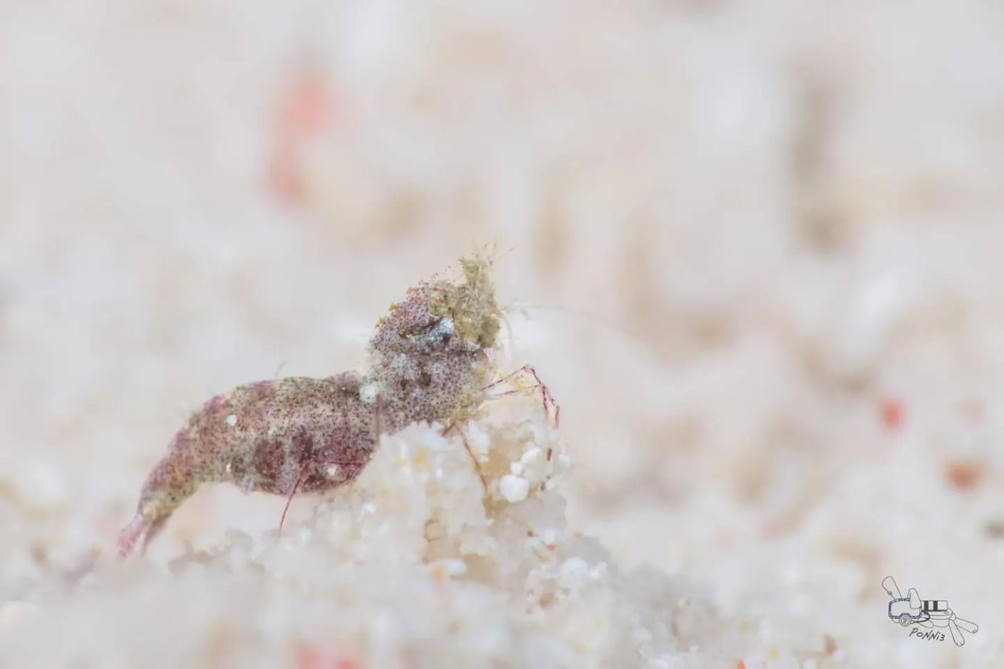 Diving in Sunset Cove Beach & Dive Resort