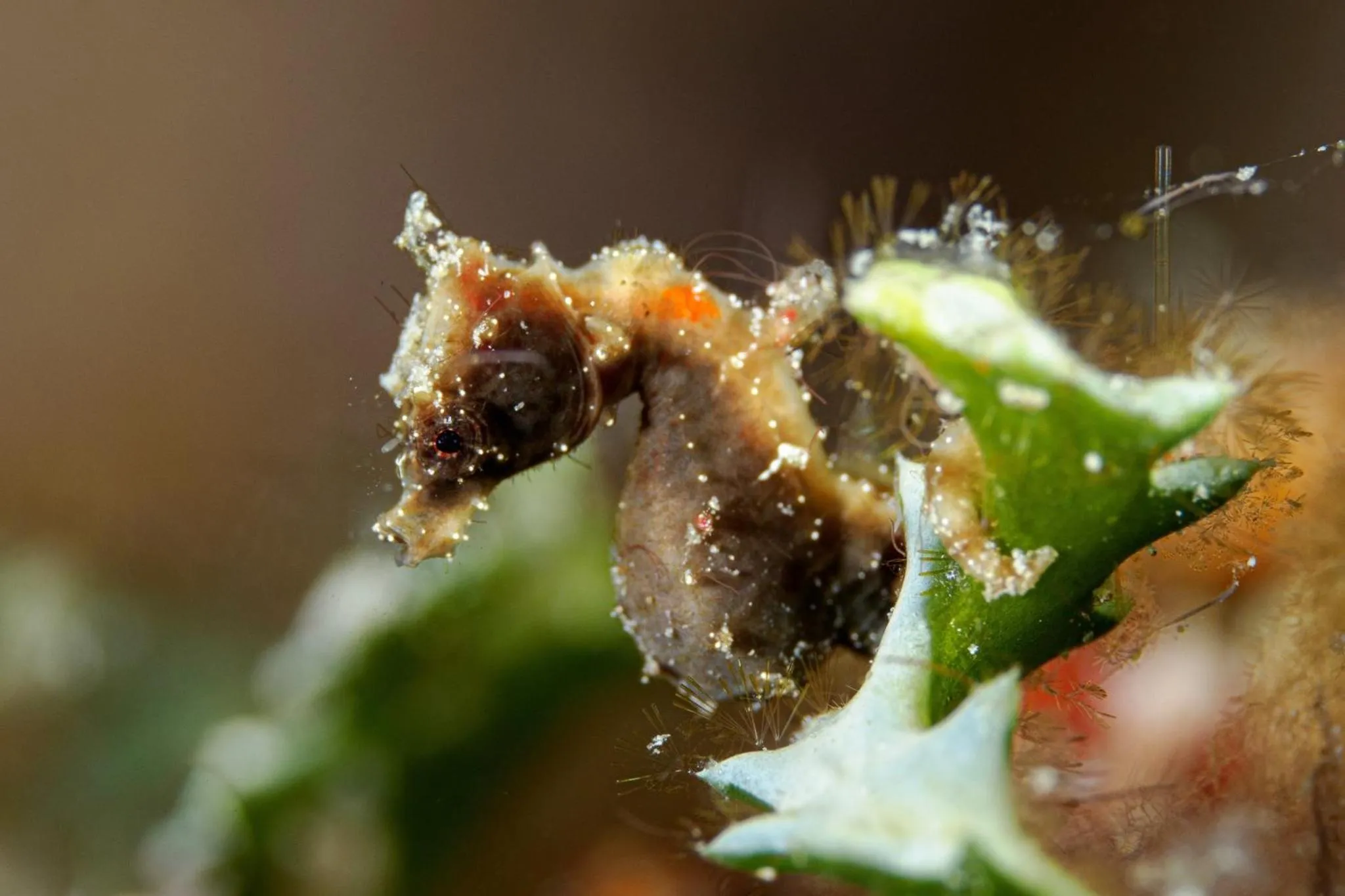 Diving in Sunset Cove Beach & Dive Resort