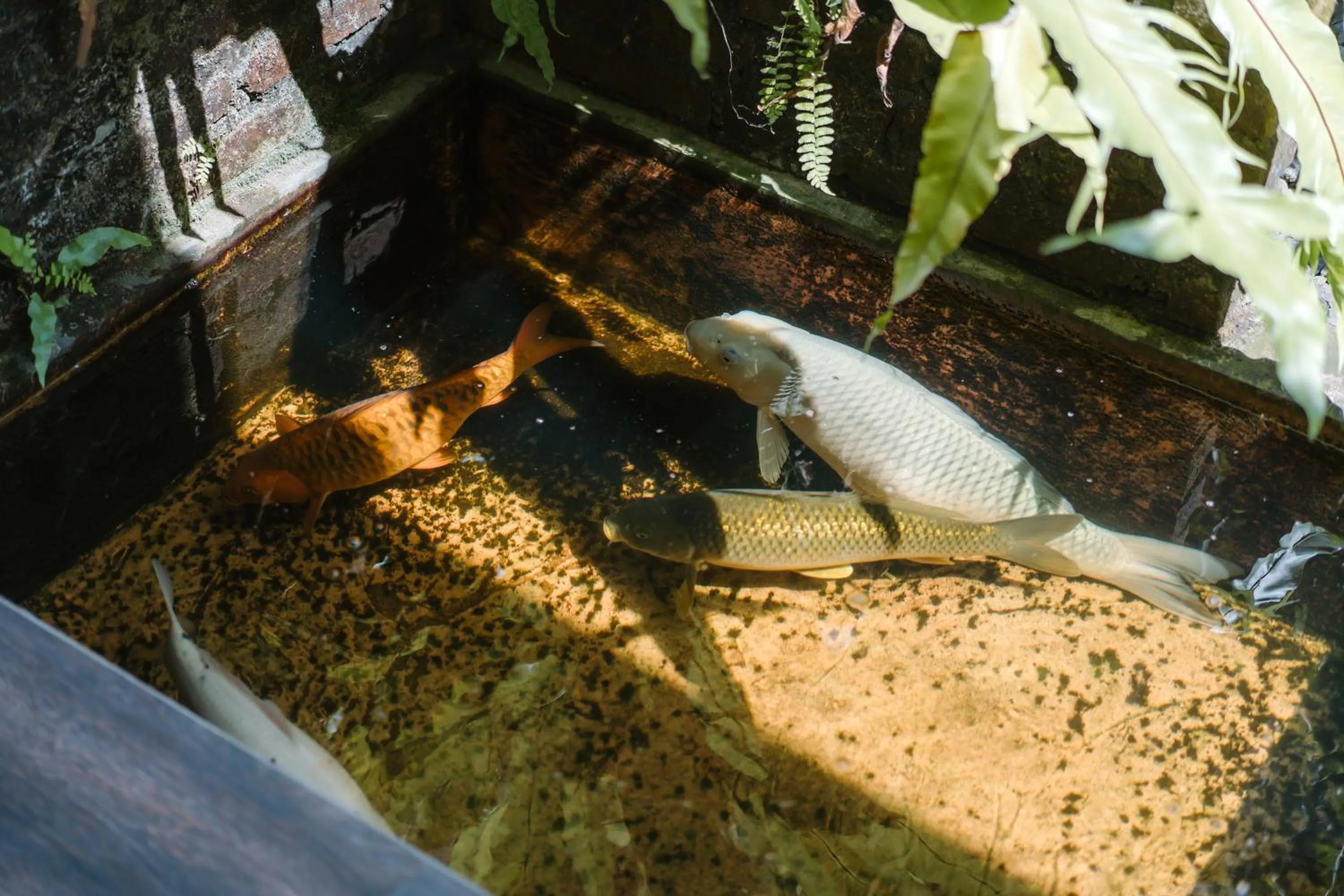 Dedeane Hotel & Yoga Retreat