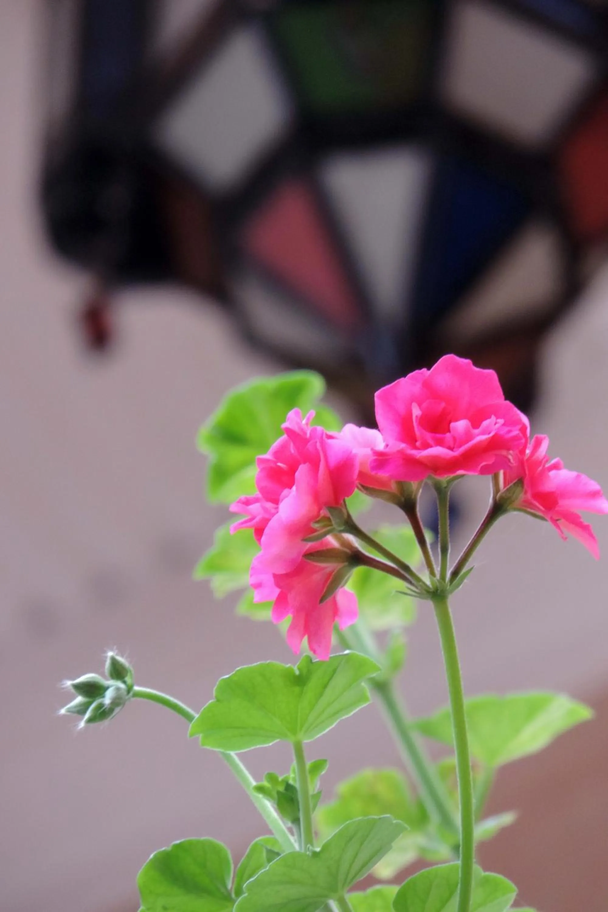 Balcony/Terrace in Riad Dar Zampa