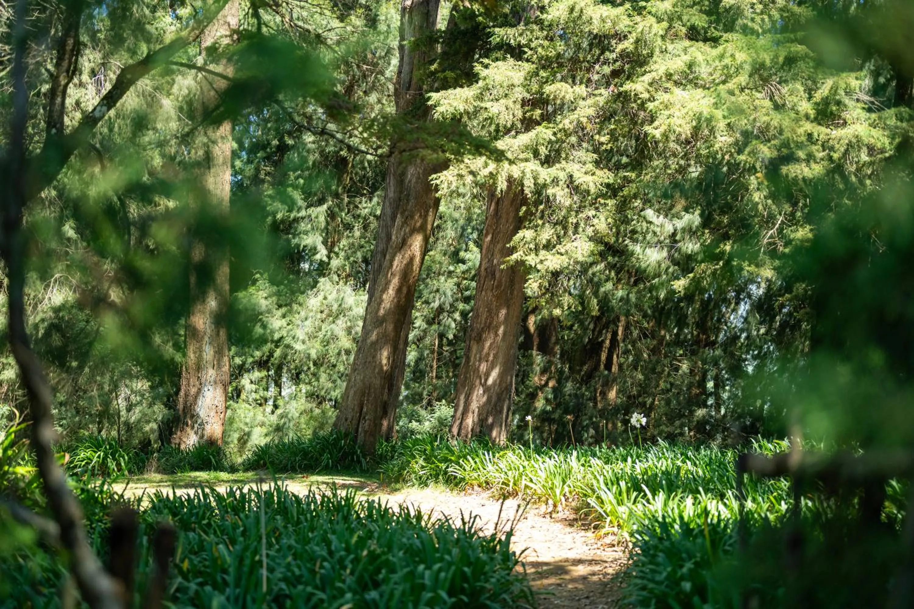 Natural landscape in Goatfell - Nuwara Eliya