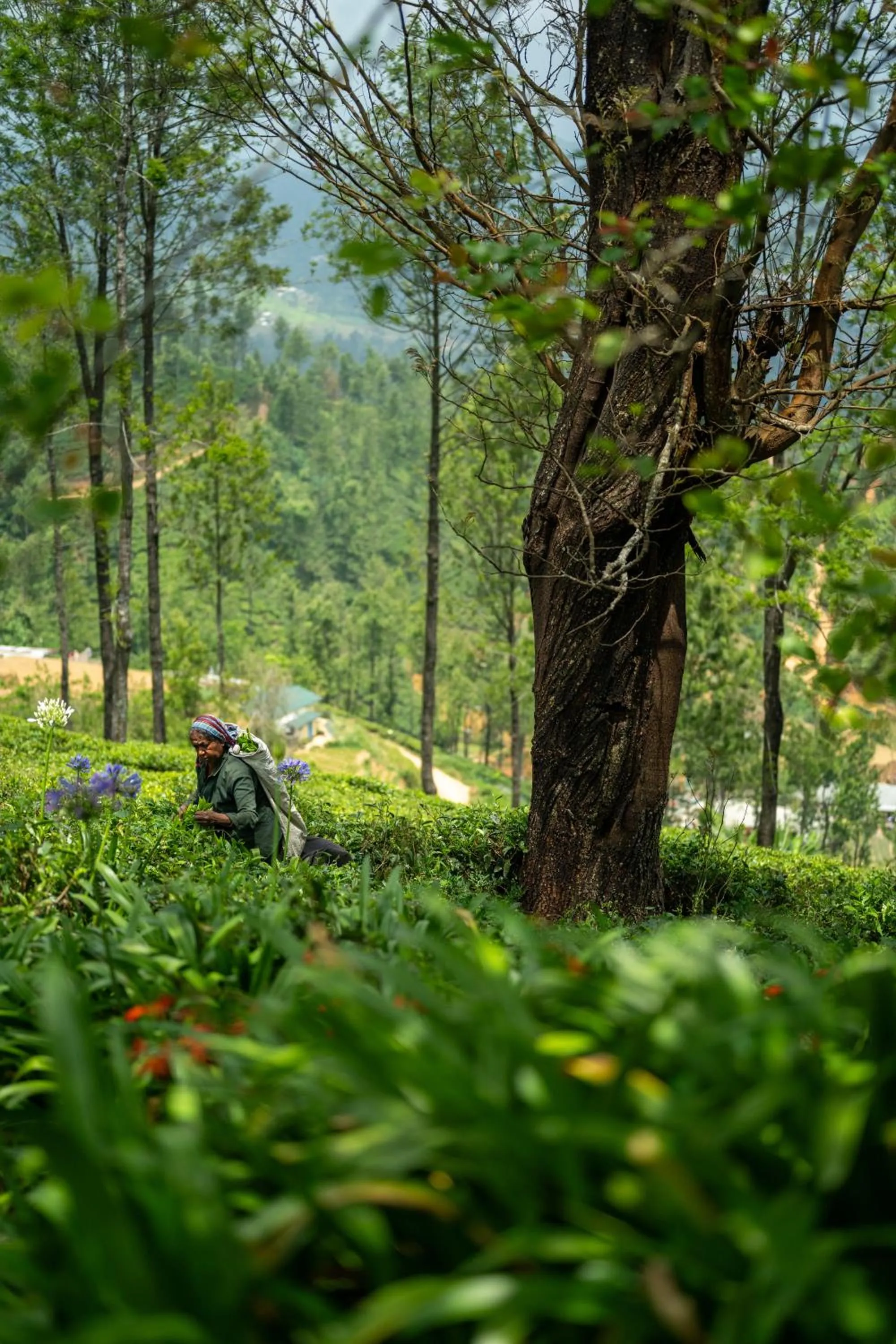 Spring in Goatfell - Nuwara Eliya