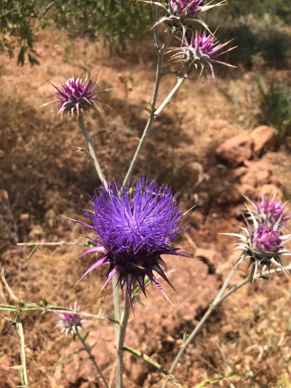 Garden in Le petit Jardin