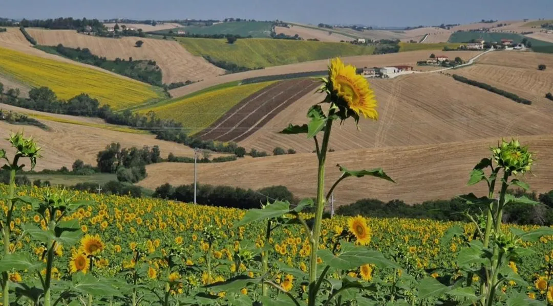 Garden view in B&B I Pini Di Storaco