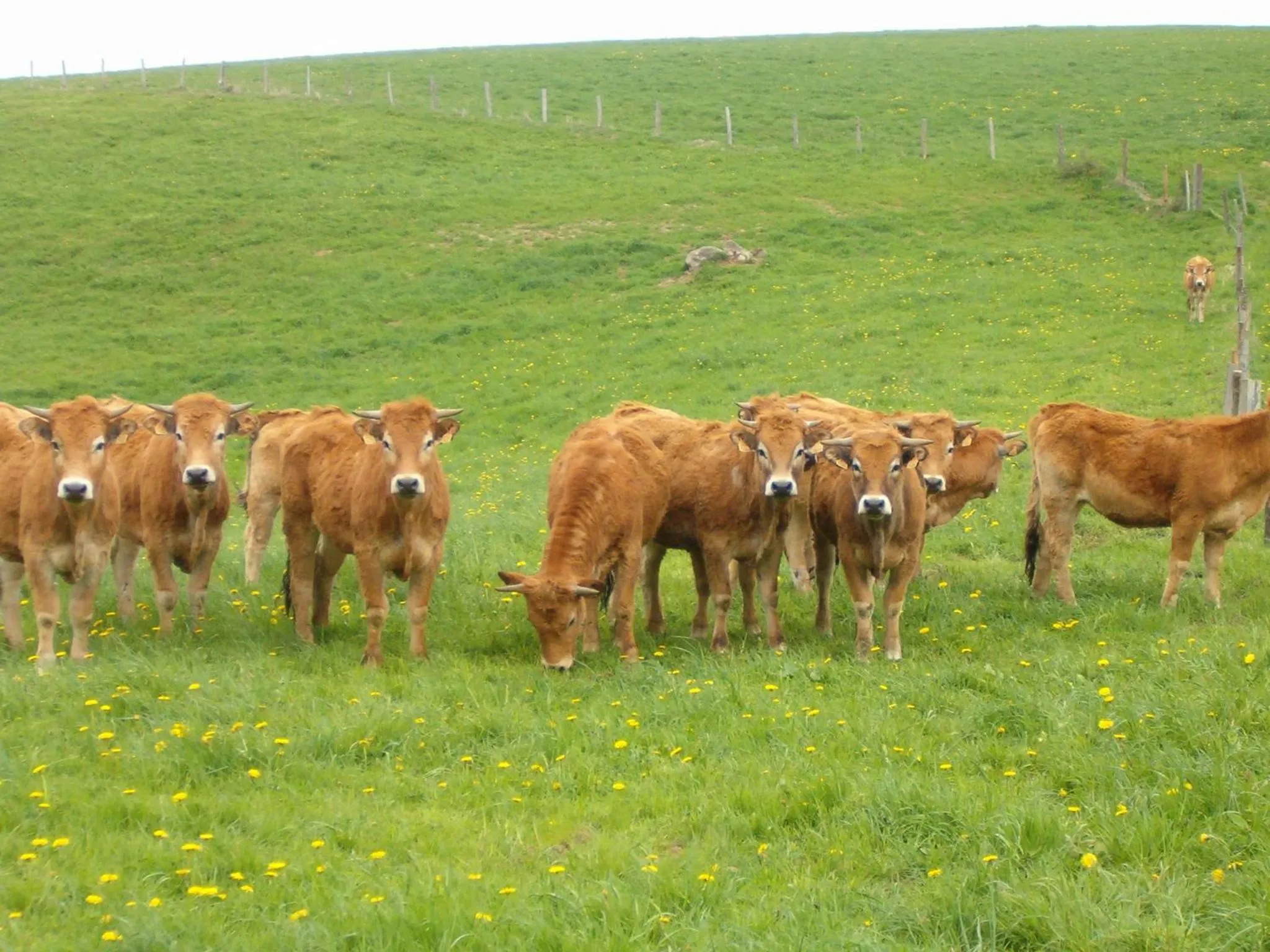 Area and facilities in Logis Hôtel-restaurant Les Coudercous