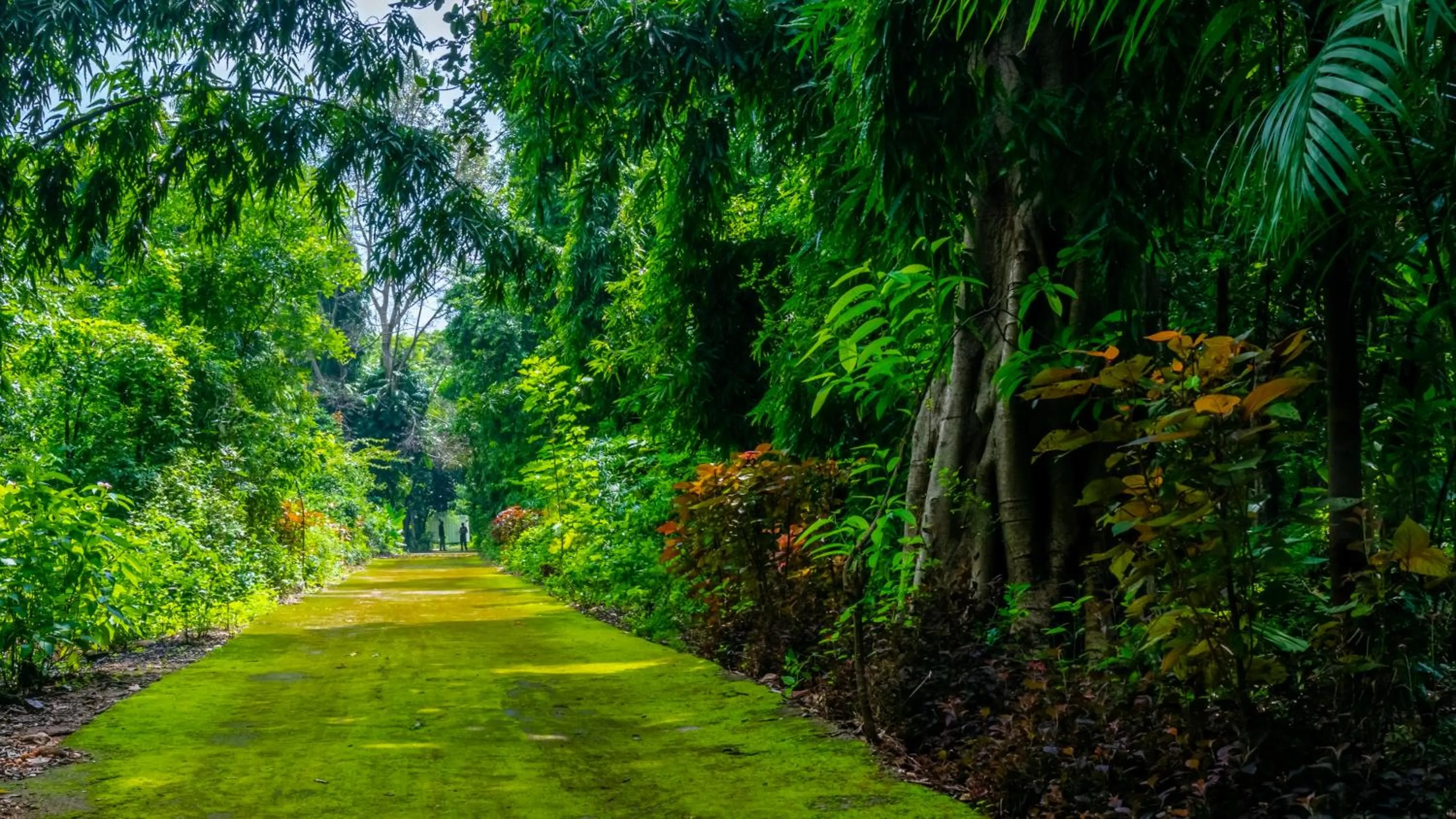 Natural landscape in The Fern Sattva Resort - Polo Forest