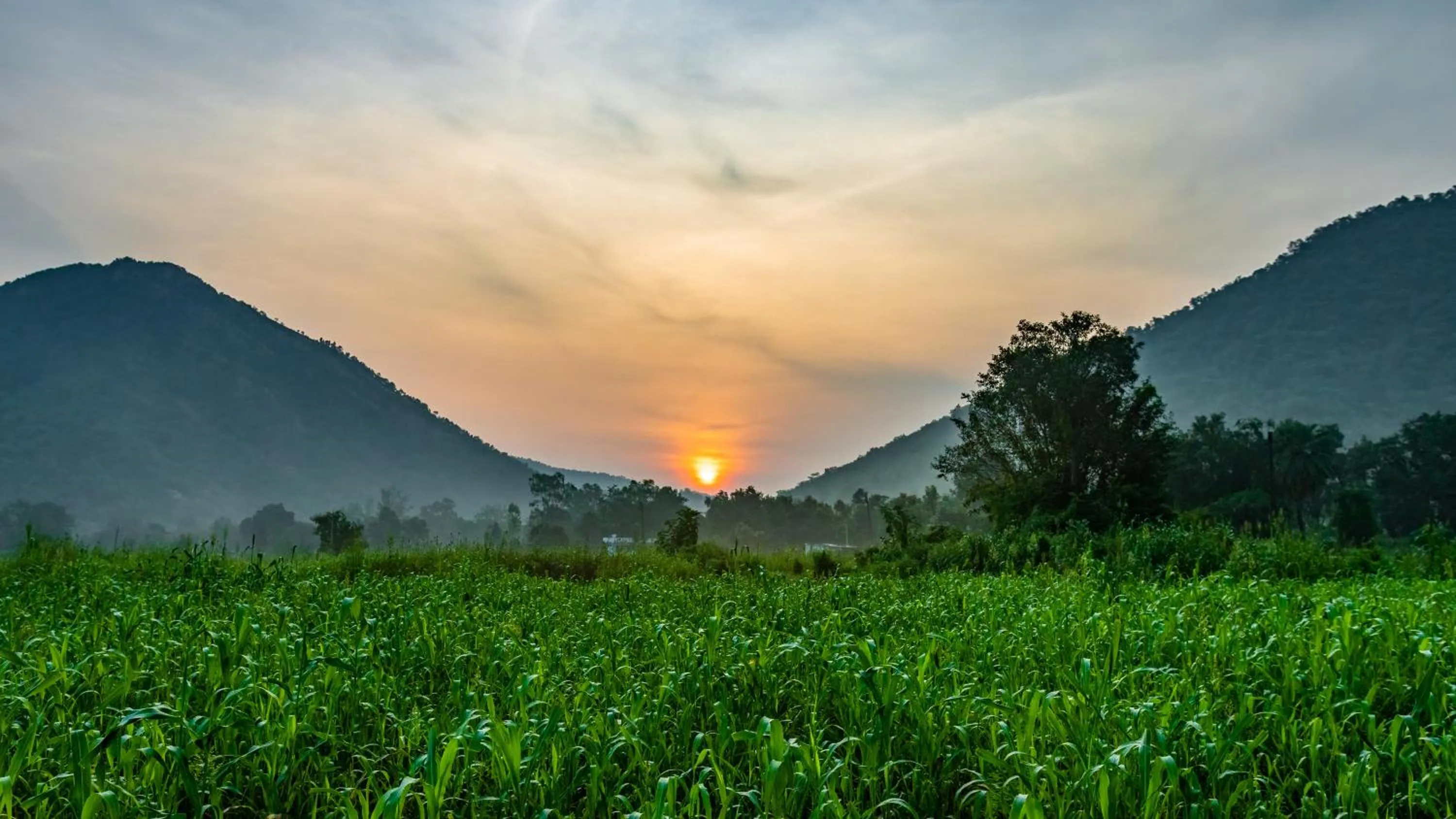 Natural landscape in The Fern Sattva Resort - Polo Forest