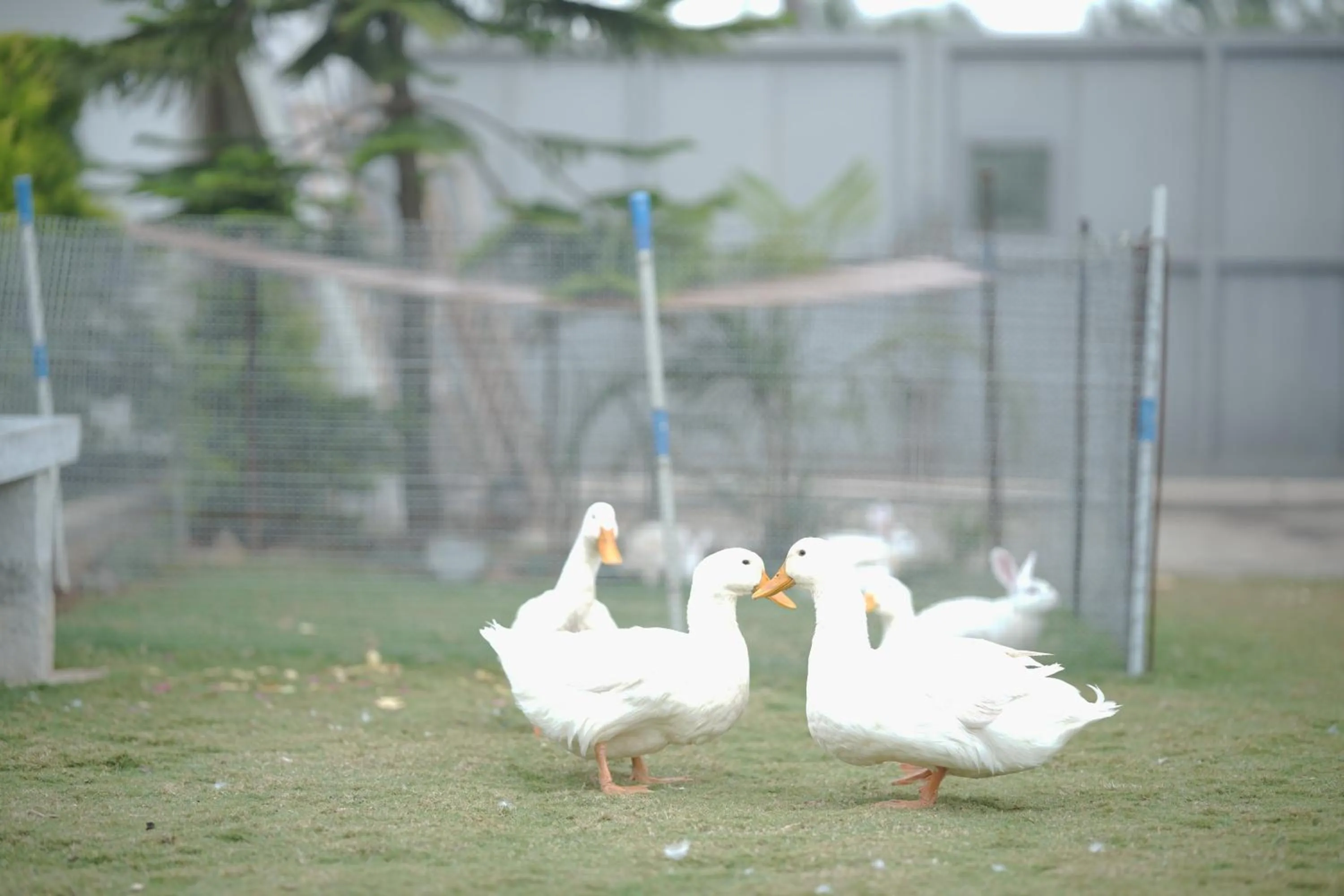 Other in Royal Lotus View Resotel