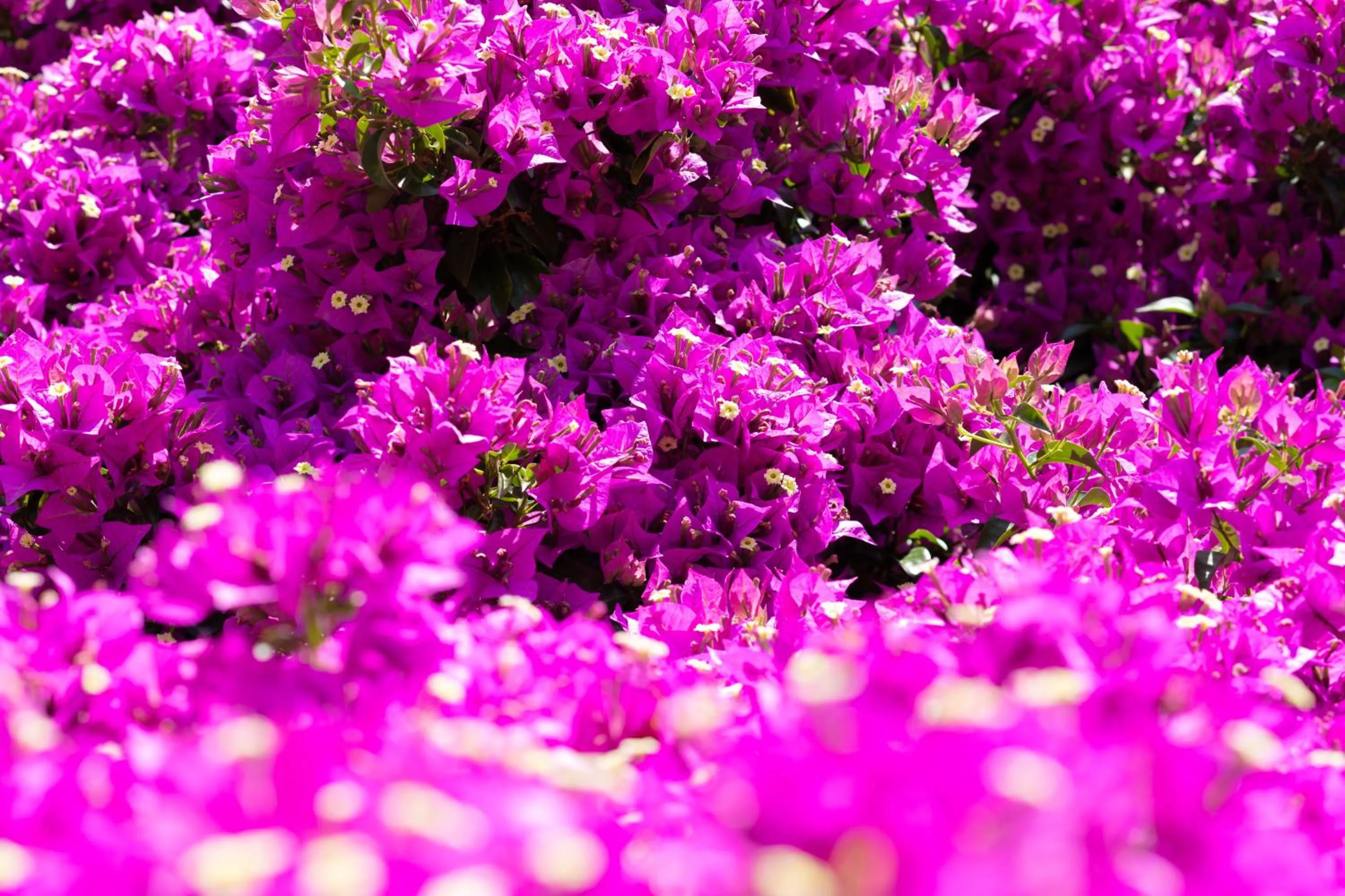 Garden in Residence Helios