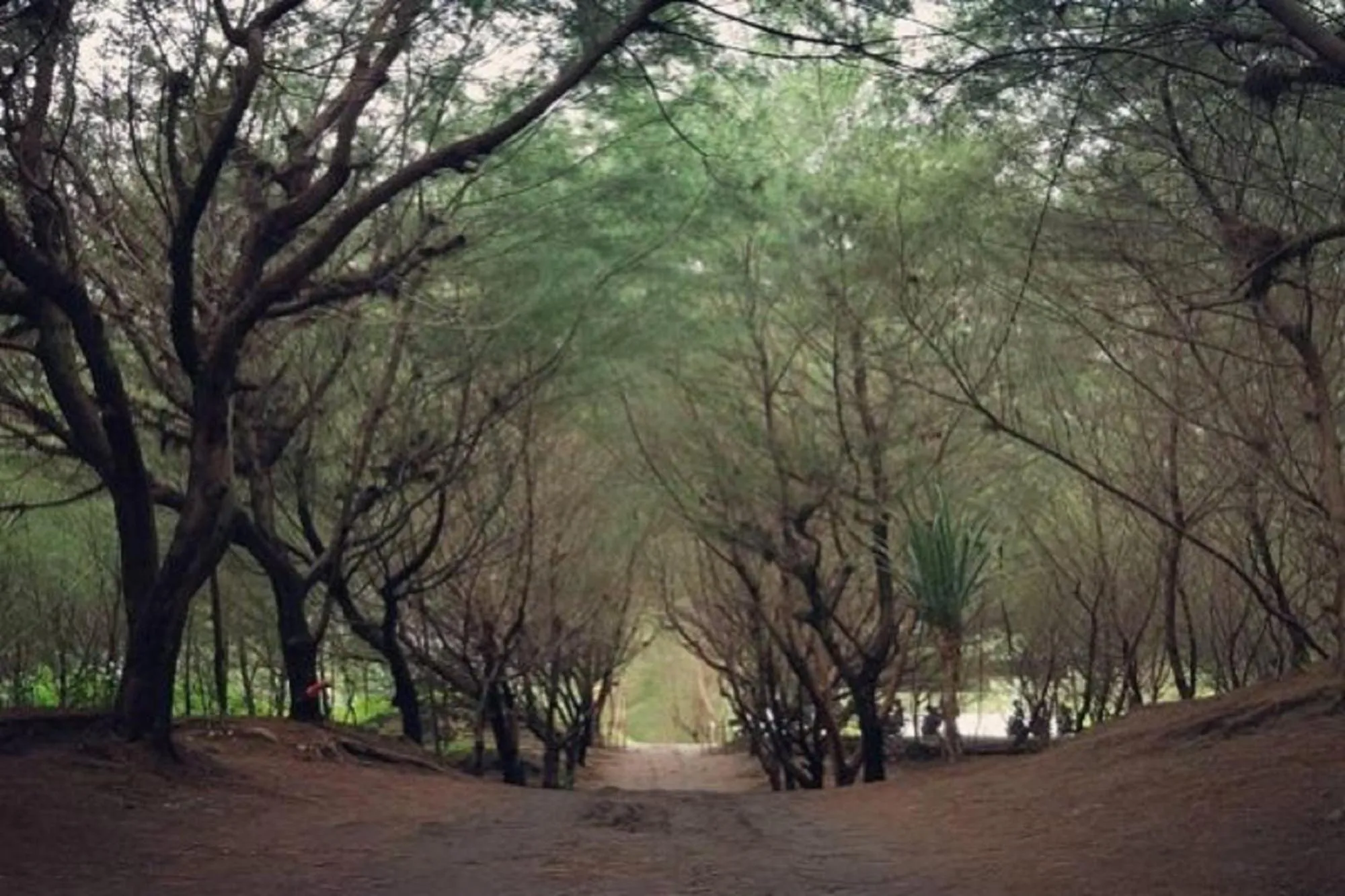 Natural landscape in Cheap Inn Banyuwangi