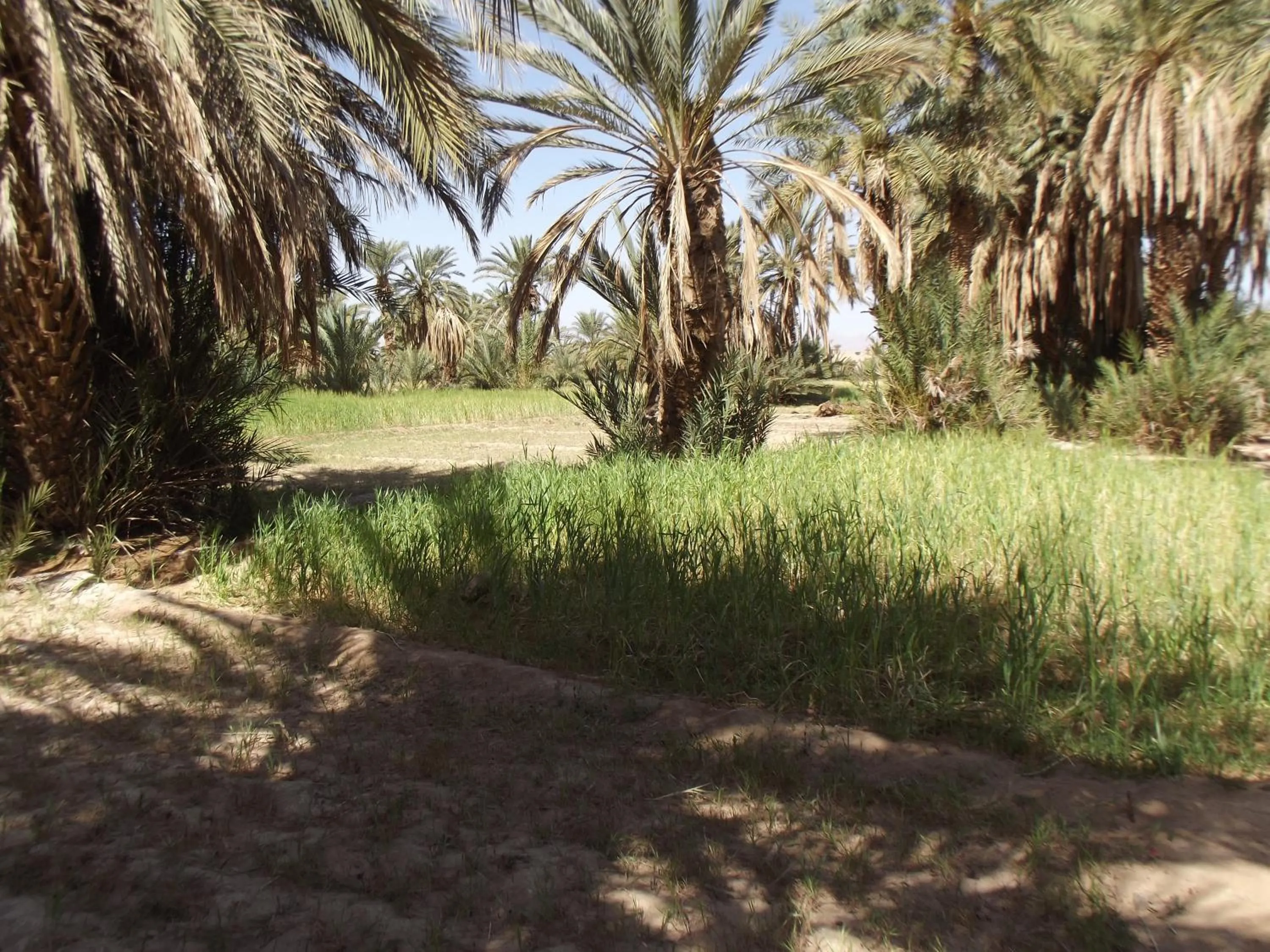 Garden in LE JARDIN DES GRENADIERS