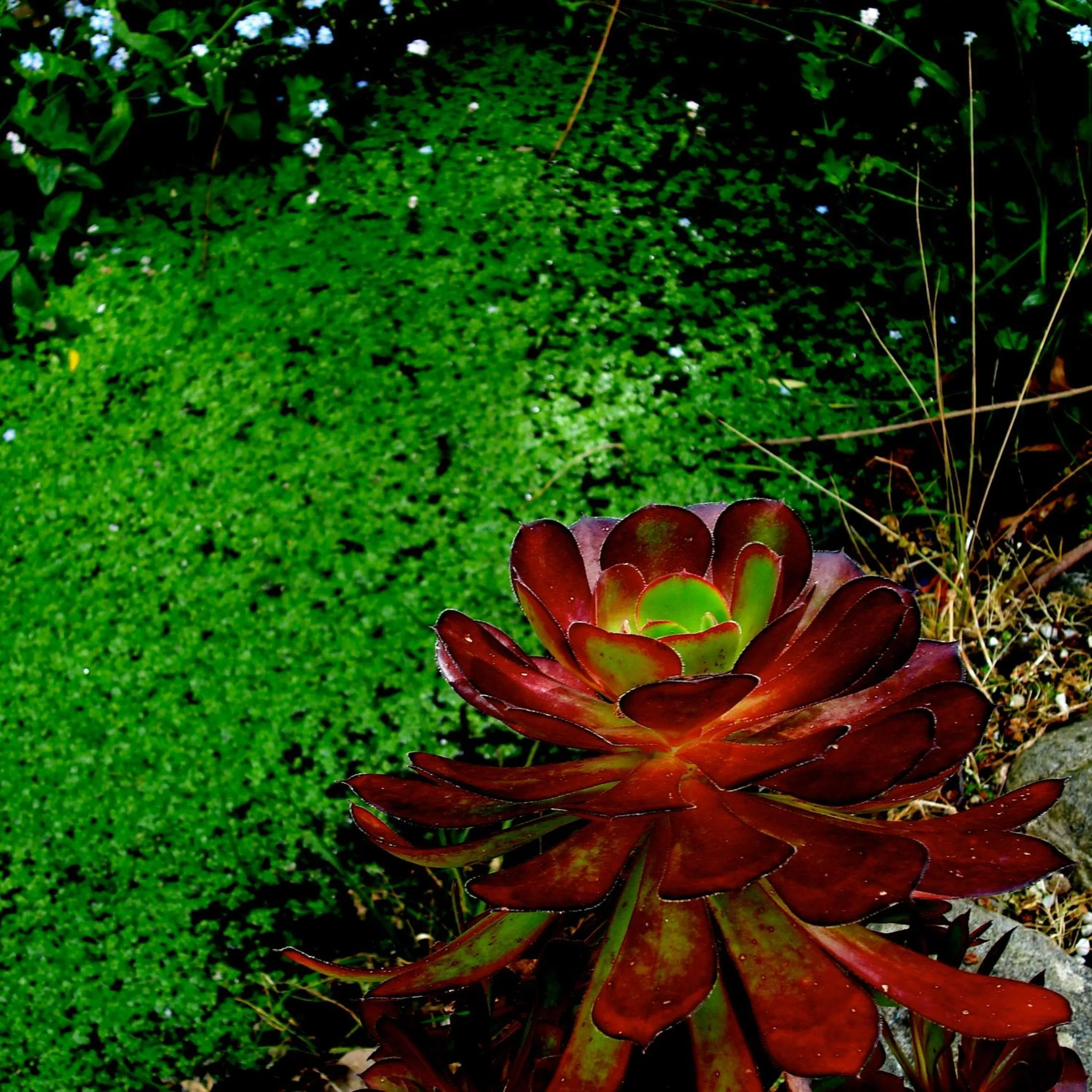 Garden in Forget Me Not Cottages