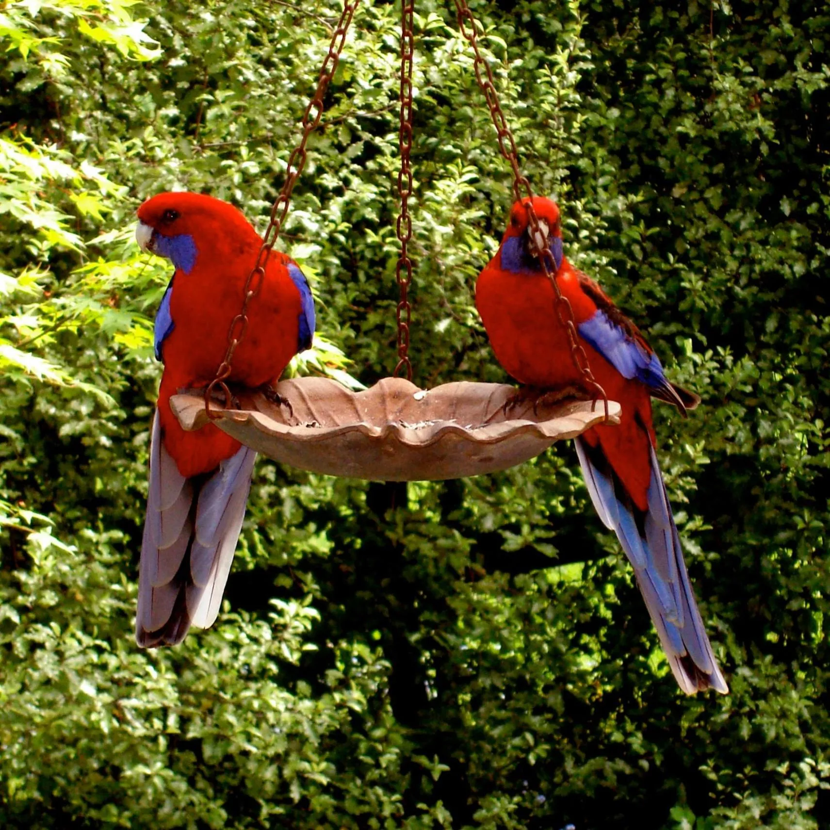 Forget Me Not Cottages