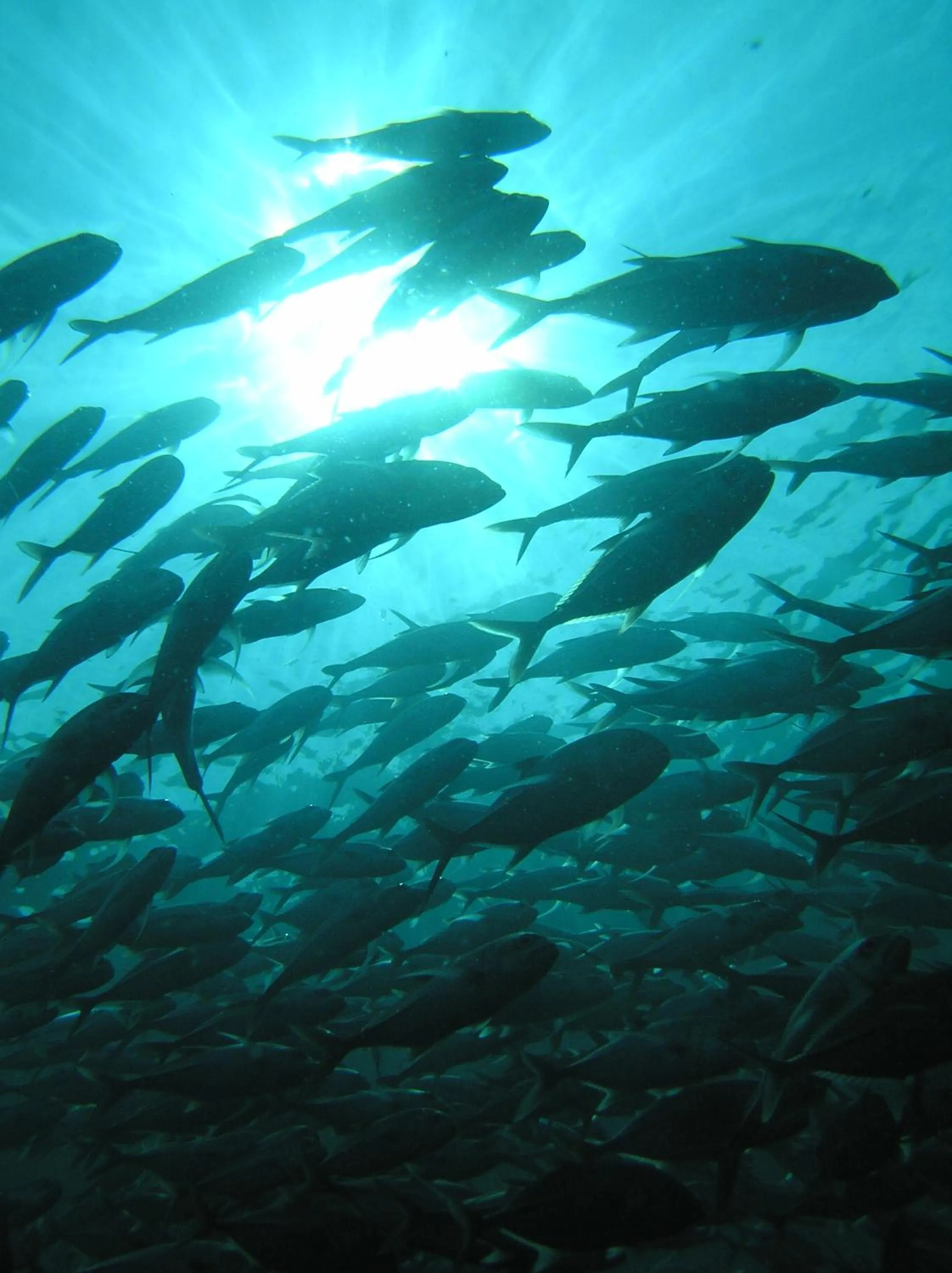 Animals in The Griya Villas and Spa