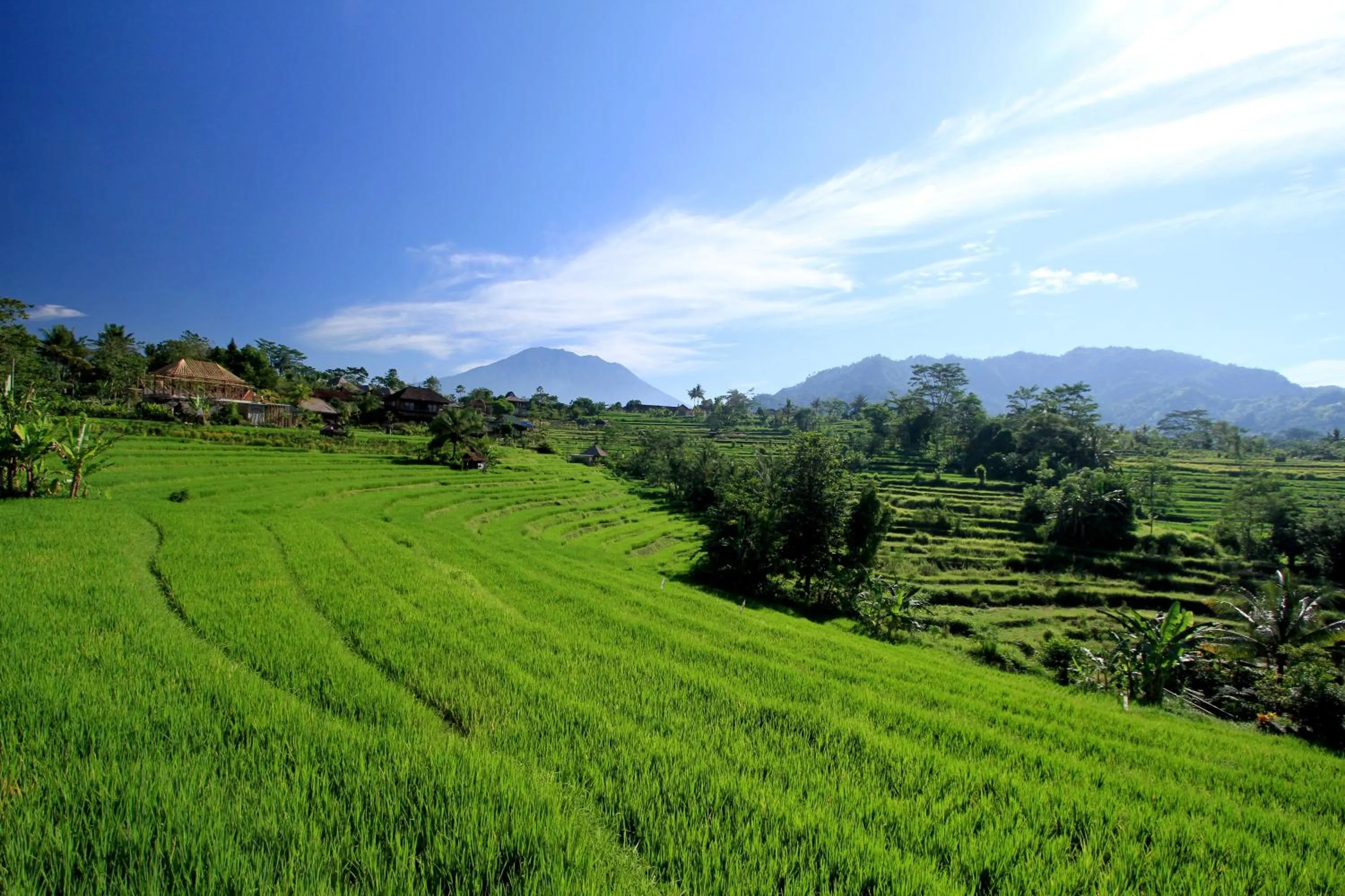 Natural landscape in Sawah Indah Villa