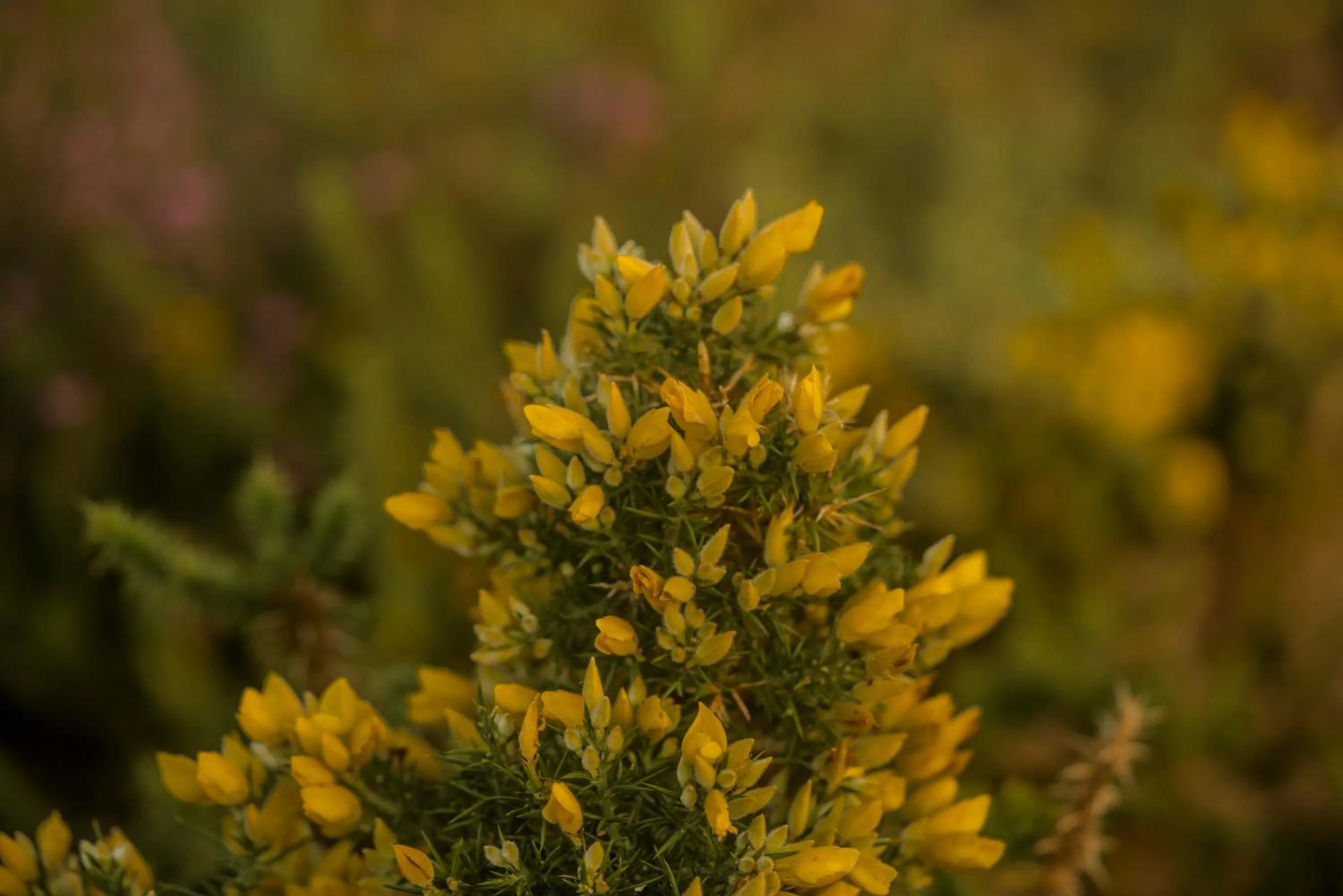 Hotel Caribe Sanxenxo