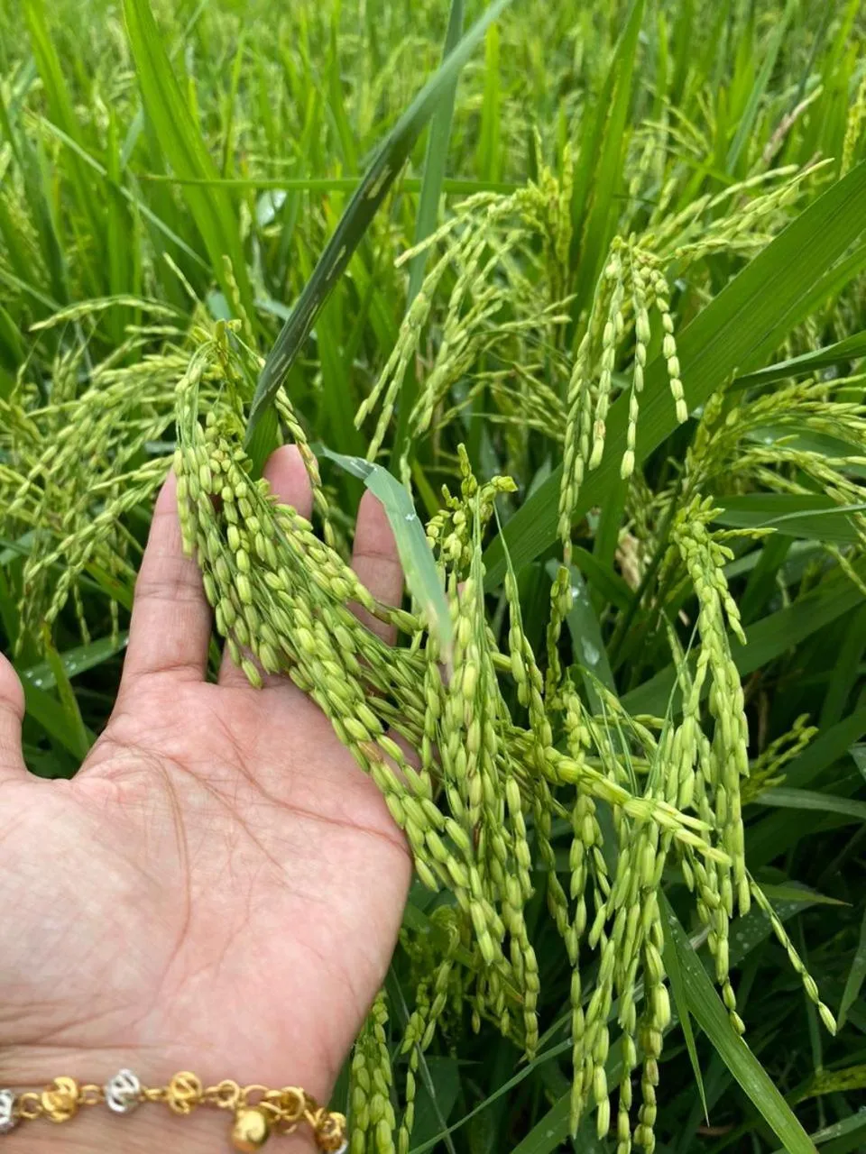 Activities in Dangau Sala D'Kontena