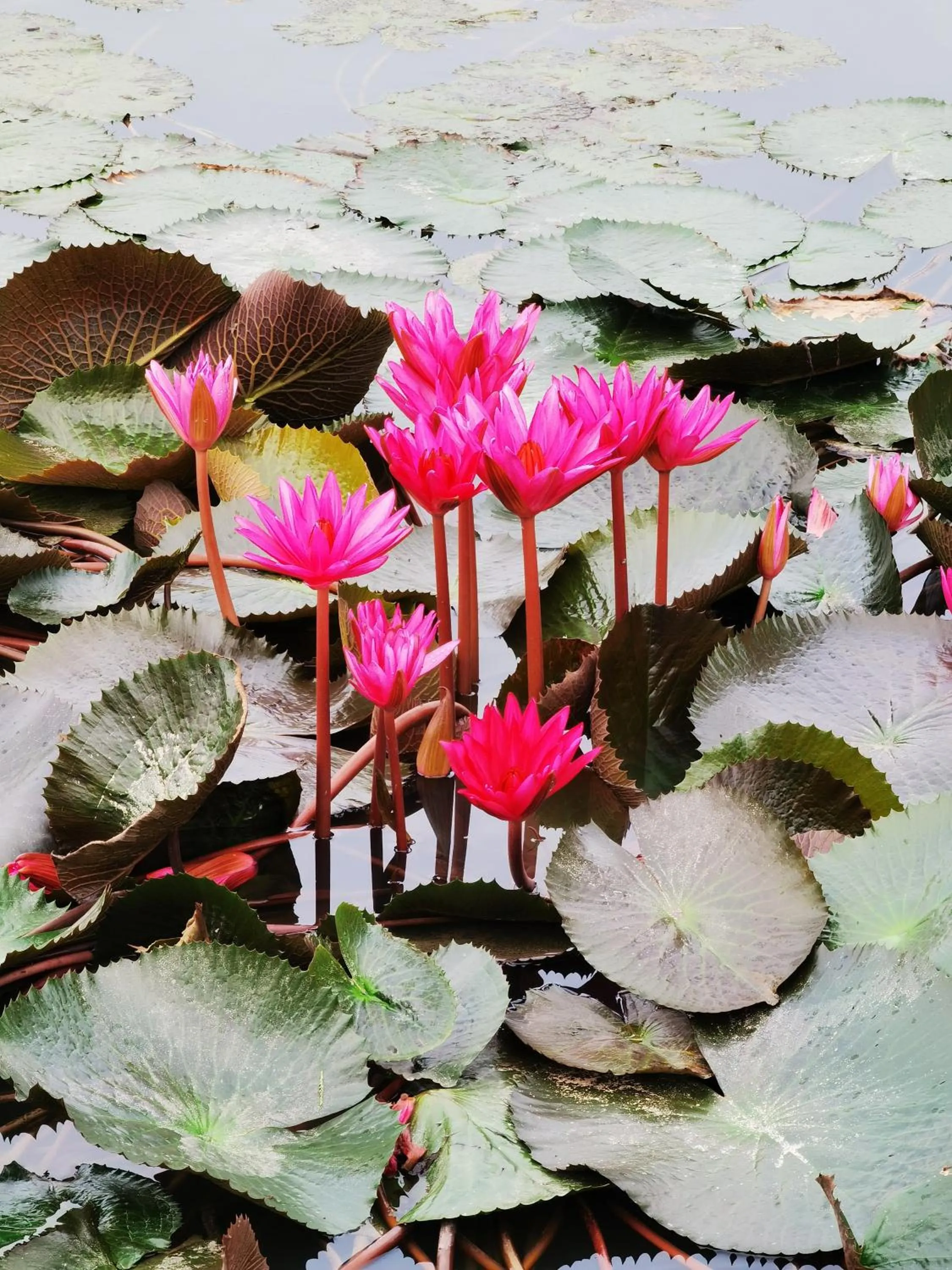 Garden in Dangau Sala D'Kontena