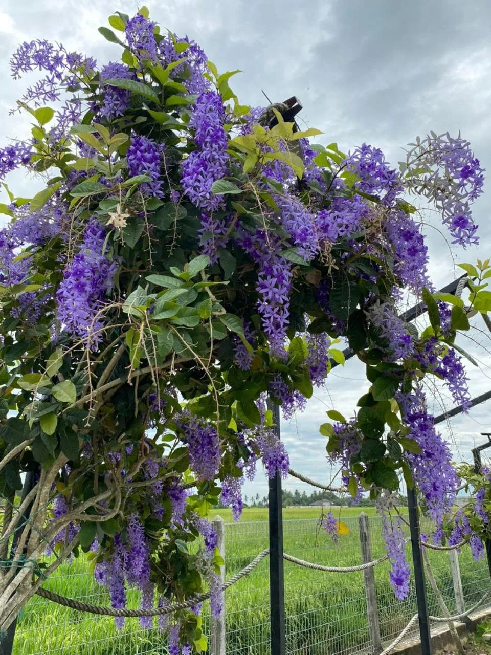 Garden in Dangau Sala D'Kontena