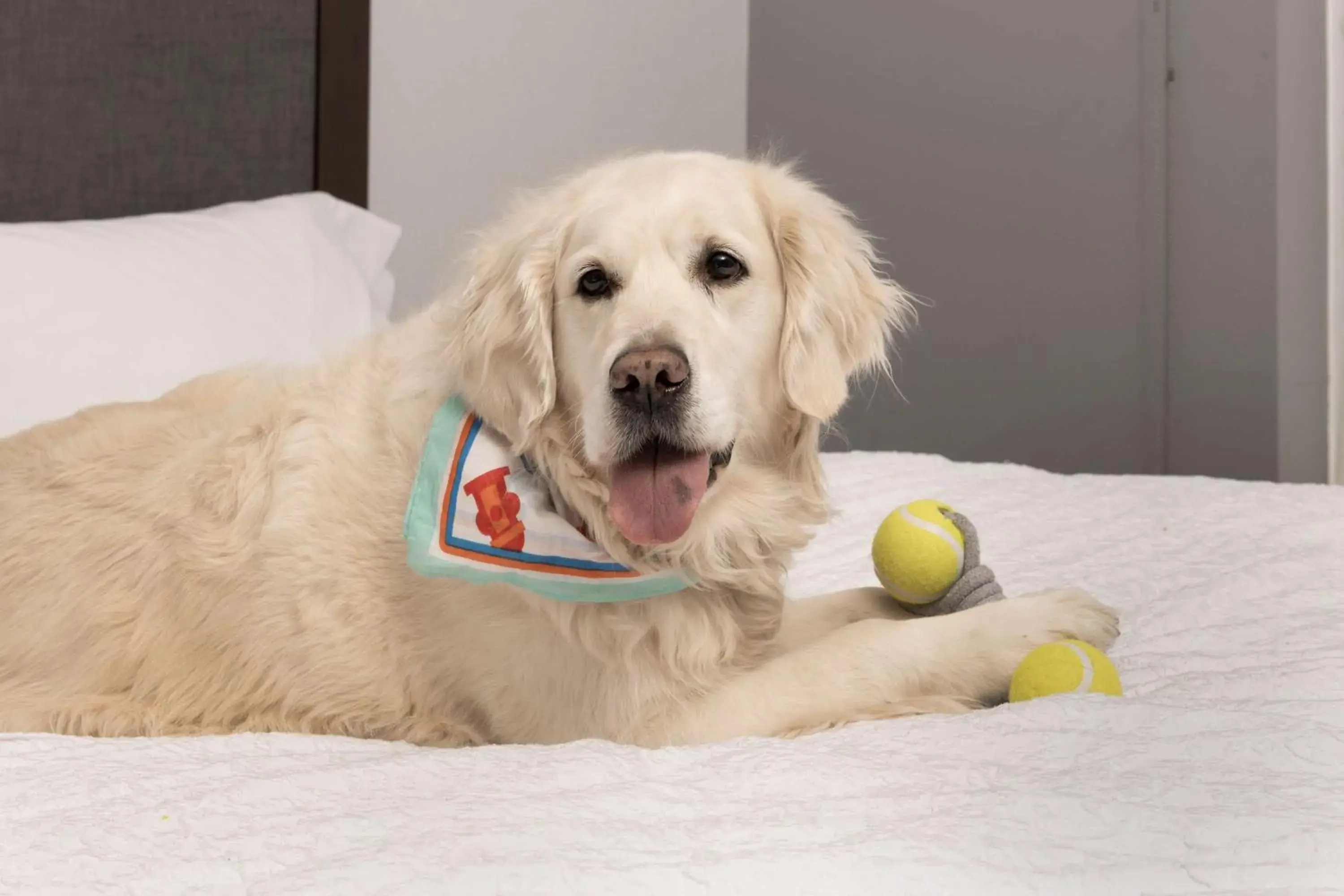 Bed in Hampton Inn & Suites Rapid City Rushmore, SD Bed in Hampton Inn & Suites Rapid City Rushmore, SD